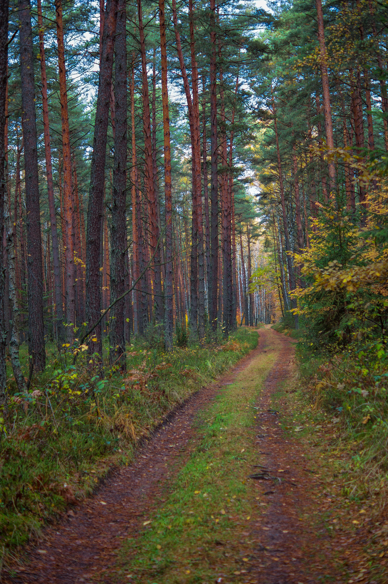 Sony Alpha DSLR-A580 + Sony DT 35mm F1.8 SAM sample photo. Forest road photography