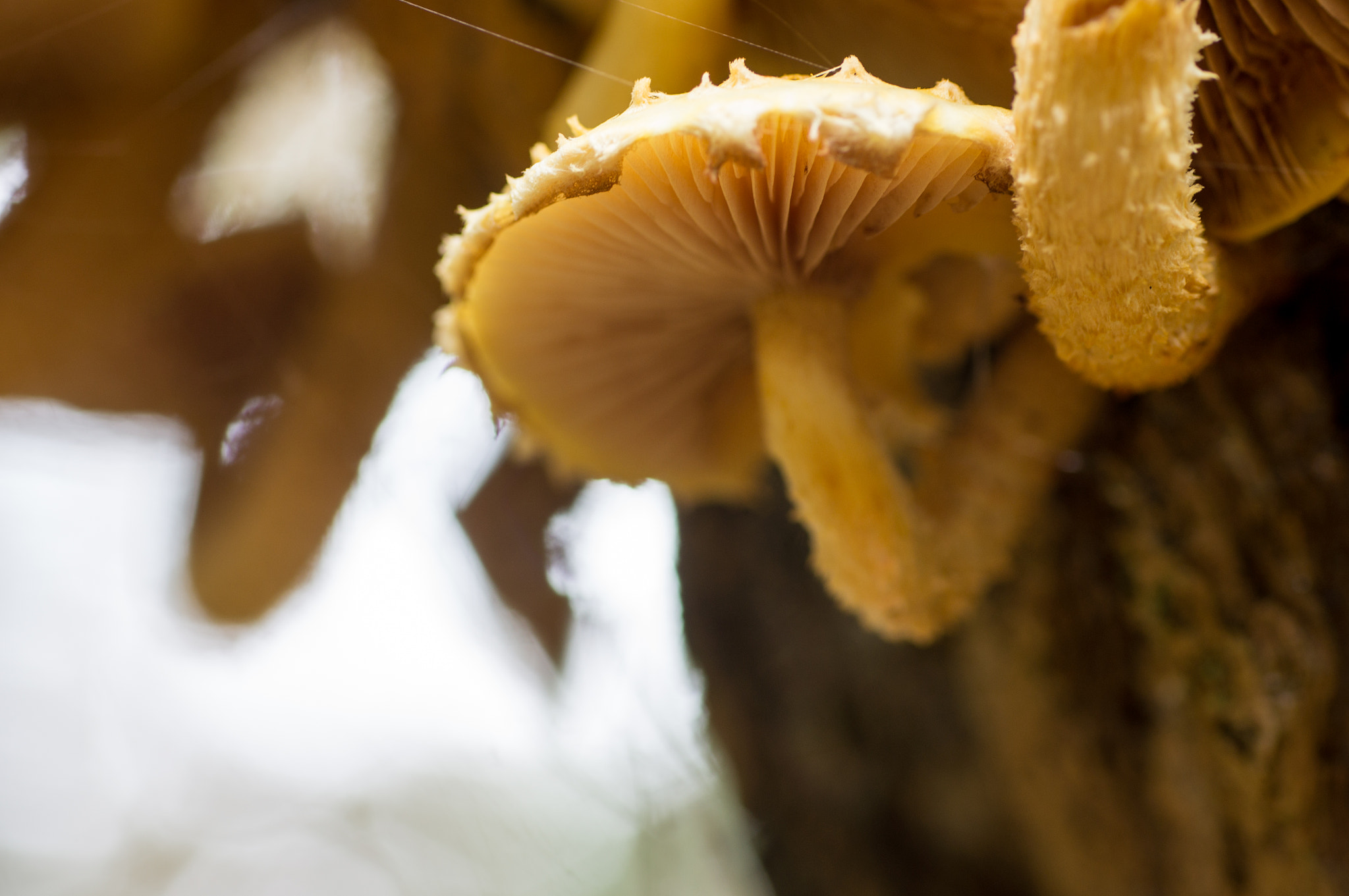 Sony Alpha DSLR-A580 + Sigma 70mm F2.8 EX DG Macro sample photo. Honey mushroom photography