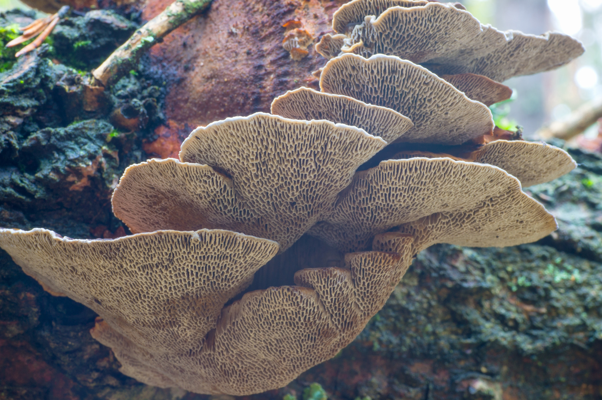 Sony Alpha DSLR-A580 + Sigma 70mm F2.8 EX DG Macro sample photo. Alien spore photography