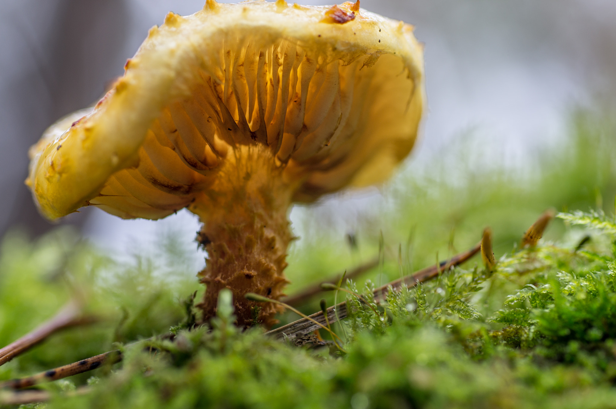 Sony Alpha DSLR-A580 + Sigma 70mm F2.8 EX DG Macro sample photo. Subsurface scattering photography