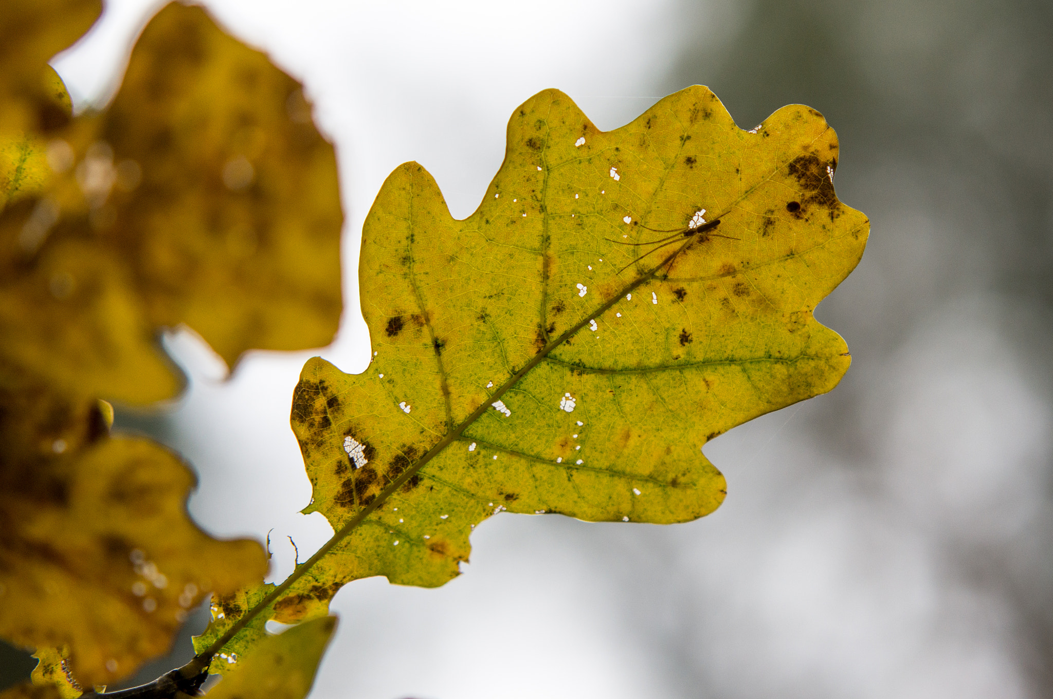 Sony Alpha DSLR-A580 + 70-200mm F2.8 sample photo. Micro hunter photography