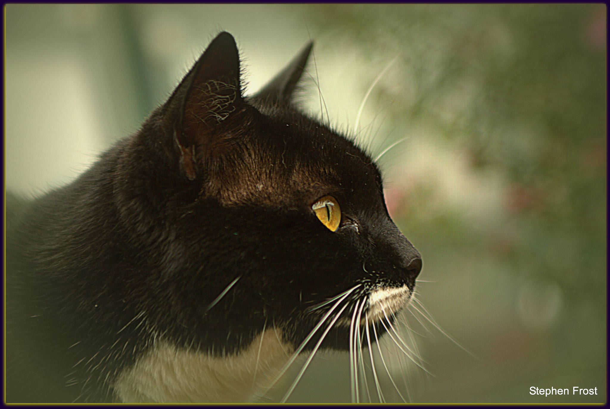 Sigma 24-70mm F2.8 EX DG Macro sample photo. Moggy alert photography