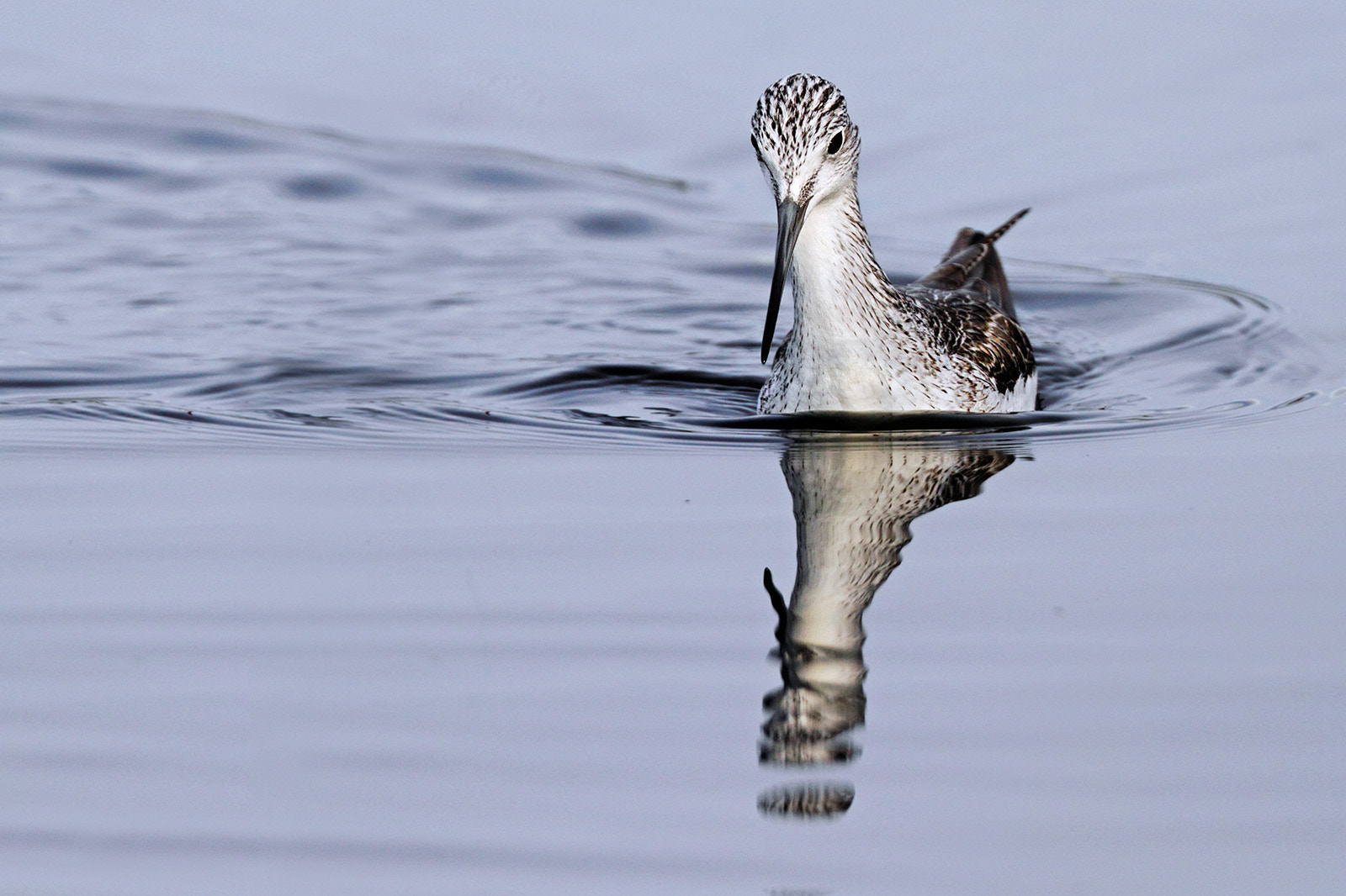 Canon EOS 7D + Canon EF 300mm F2.8L IS II USM sample photo. Greenshank photography