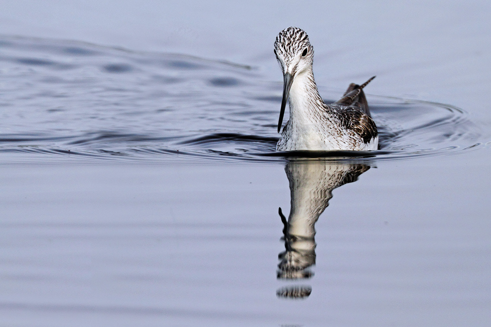 Canon EF 300mm F2.8L IS II USM sample photo. Greenshank photography