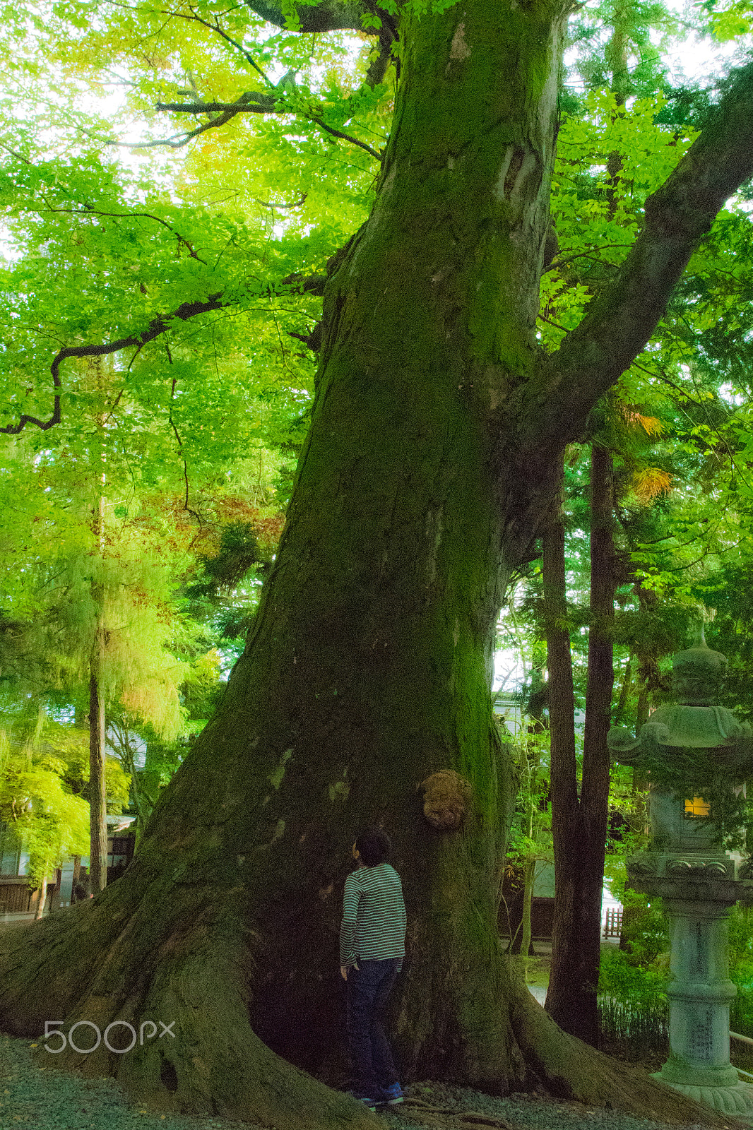 smc PENTAX-DA L 18-55mm F3.5-5.6 sample photo. Sacred tree photography