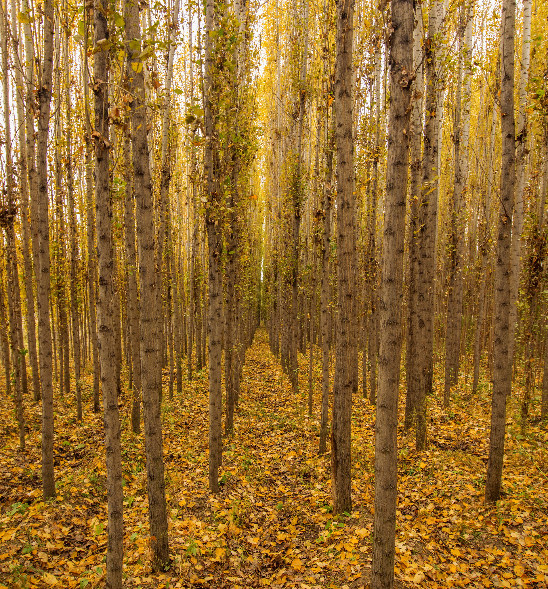 Tokina AT-X Pro 12-24mm F4 (IF) DX sample photo. Autumn poplar photography