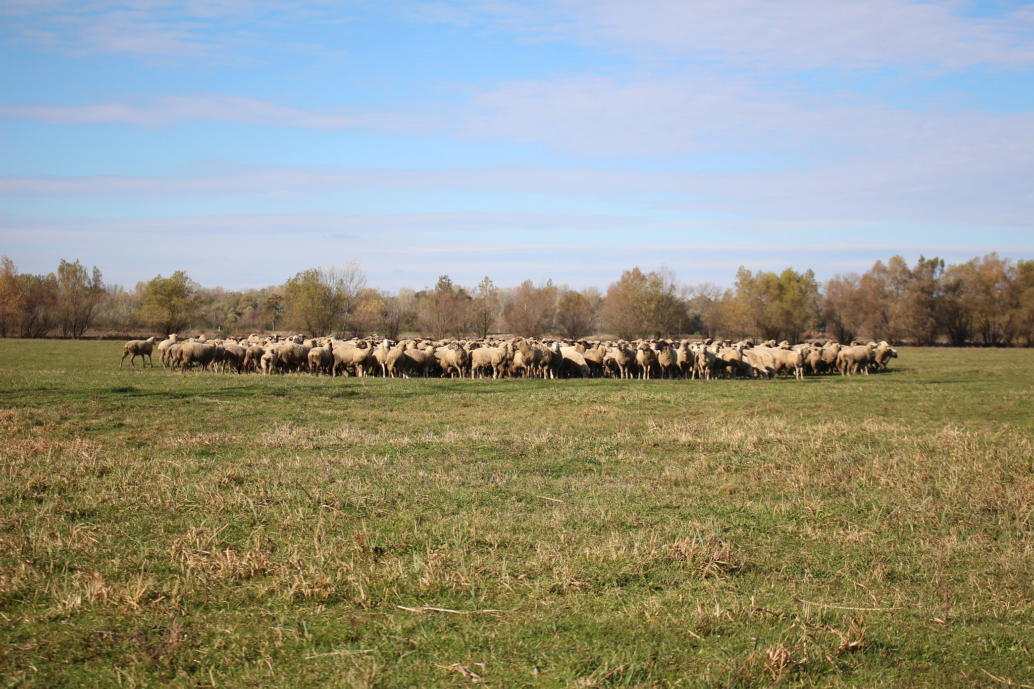 Canon EOS 650D (EOS Rebel T4i / EOS Kiss X6i) sample photo. Sheep island photography