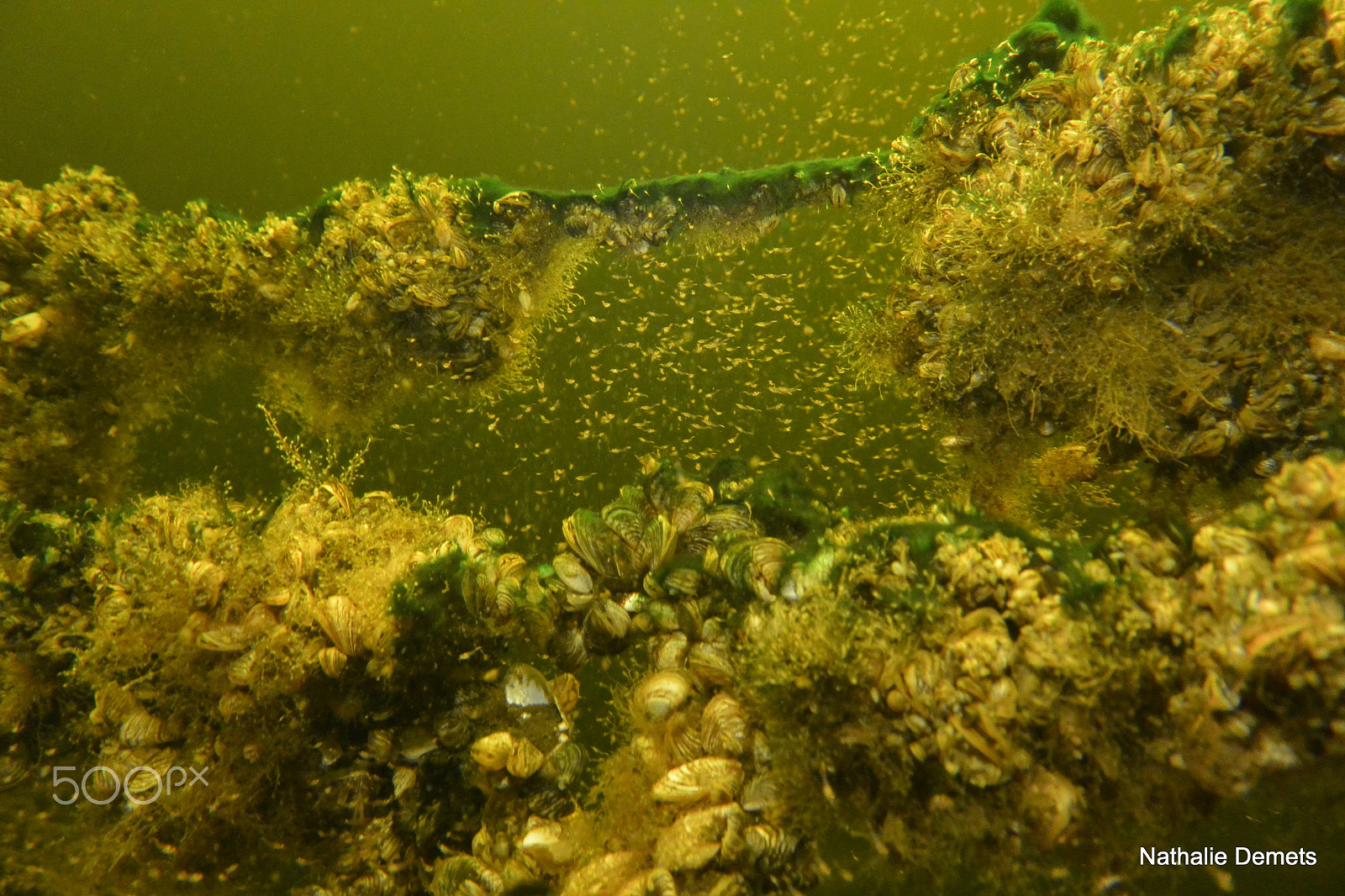 Nikon 1 J3 sample photo. Wreck photography