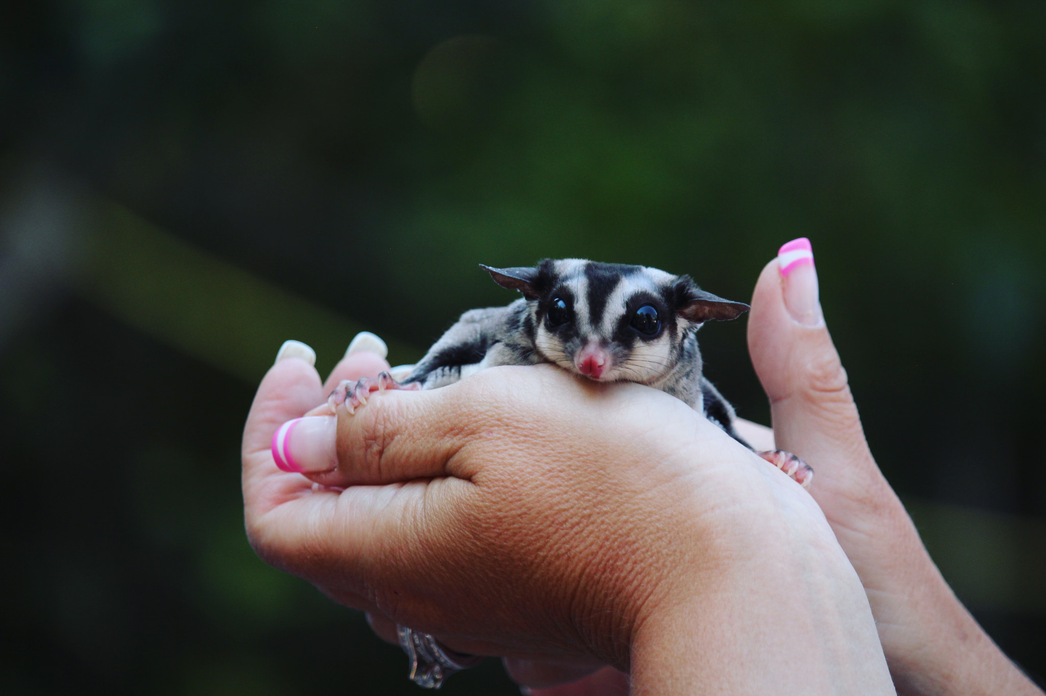 Canon EF-S 55-250mm F4-5.6 IS STM sample photo. Sugar glider photography