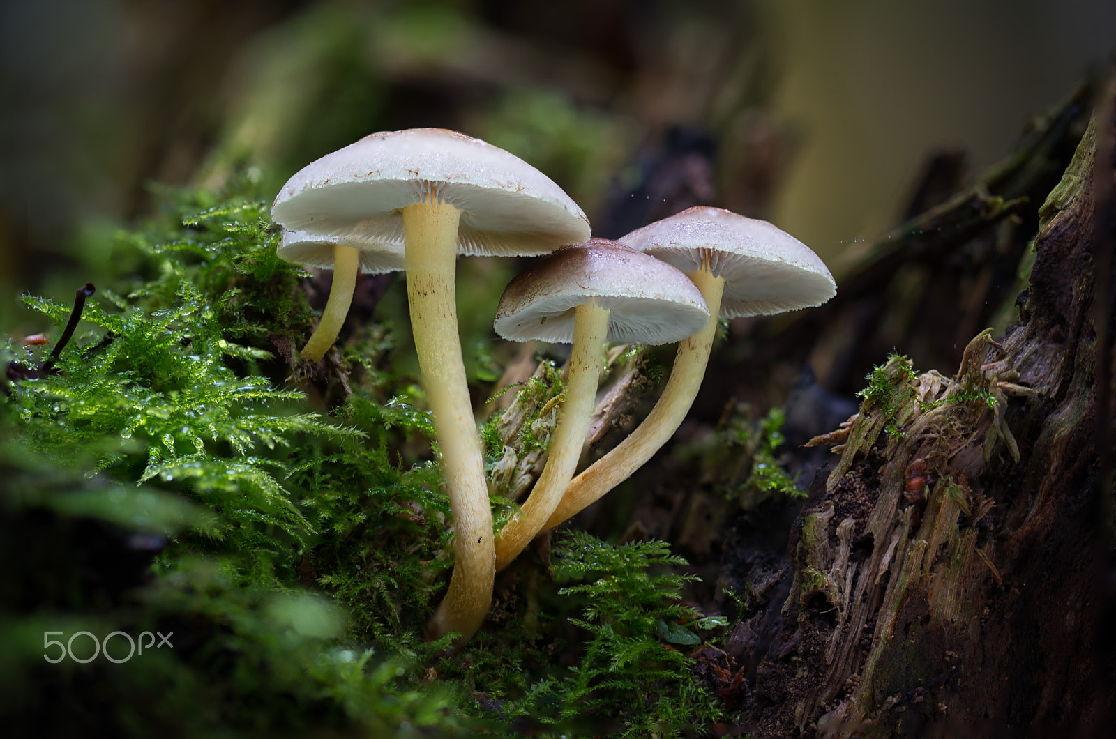 Nikon D800 sample photo. Sulphur tuft (hypholoma fasciculare) photography