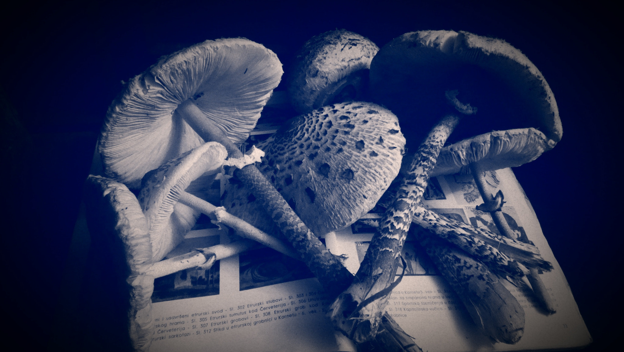 HTC ONE DUAL SIM sample photo. Mushroom's photography