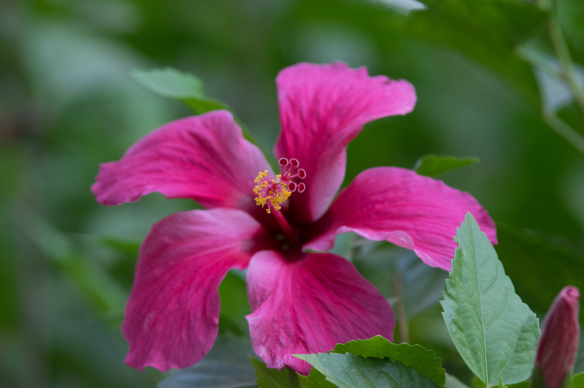 Pentax K-3 sample photo