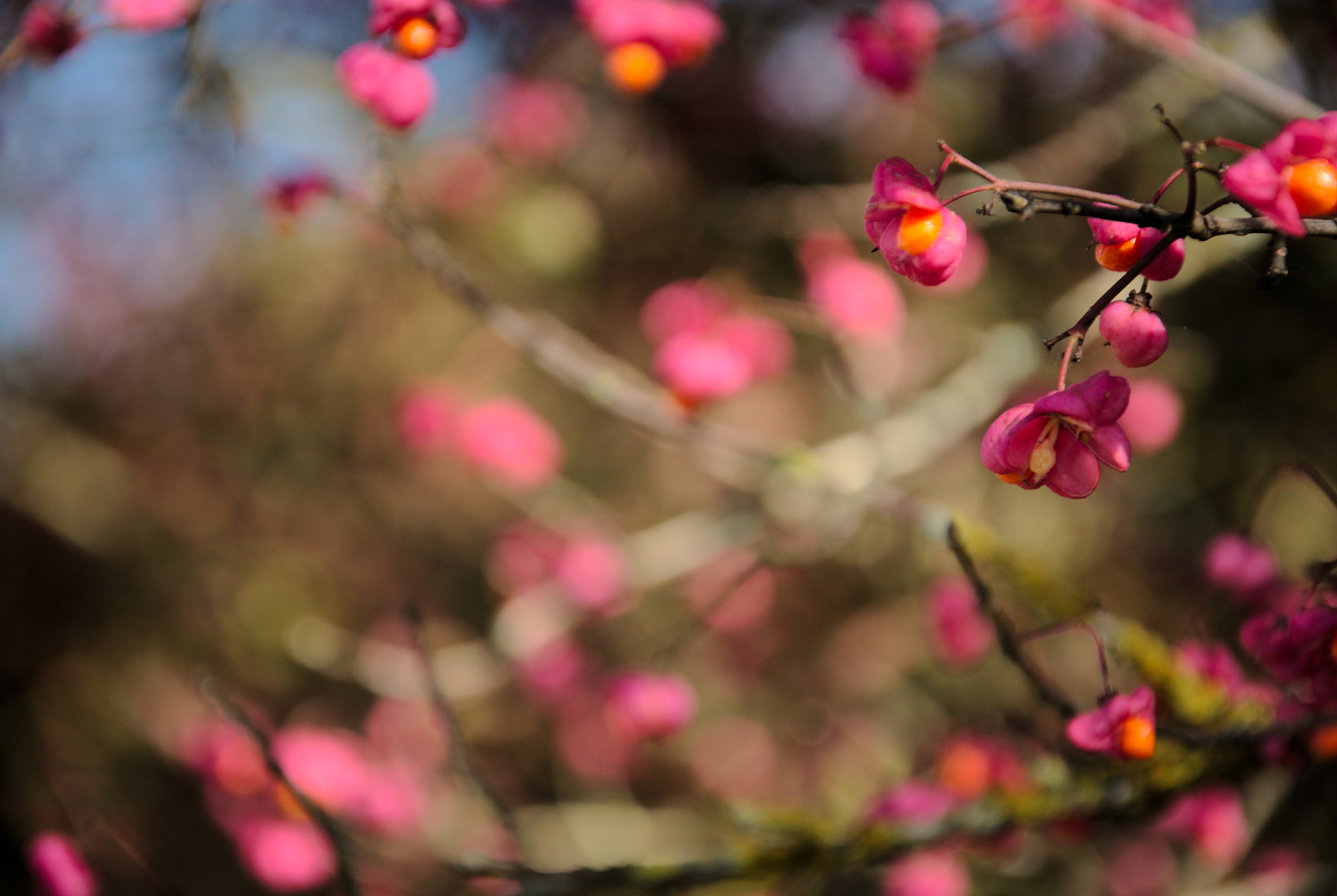 Nikon D200 sample photo. Orange and pink photography