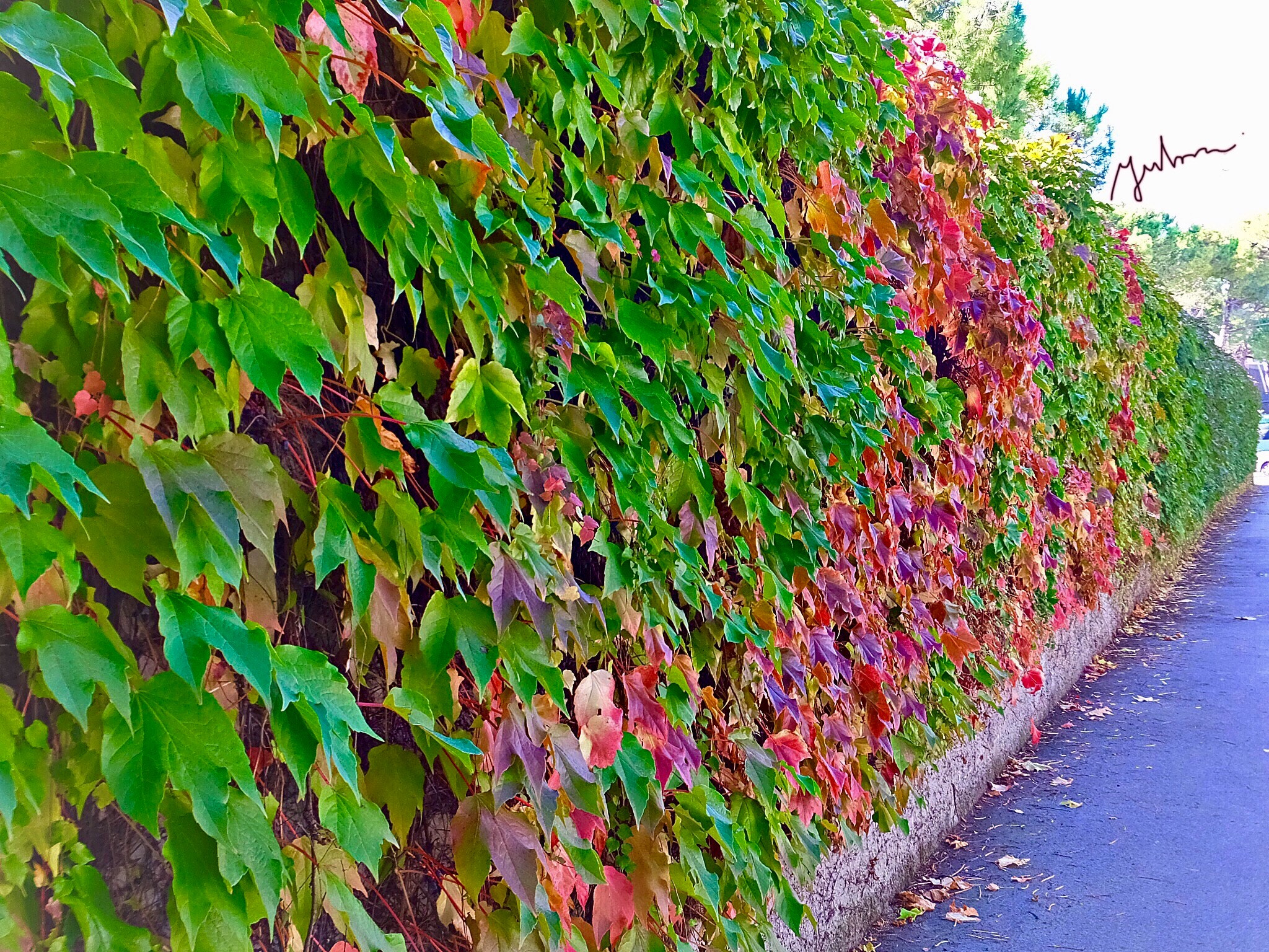 Fujifilm FinePix F900EXR sample photo. The arbor of the seasons photography