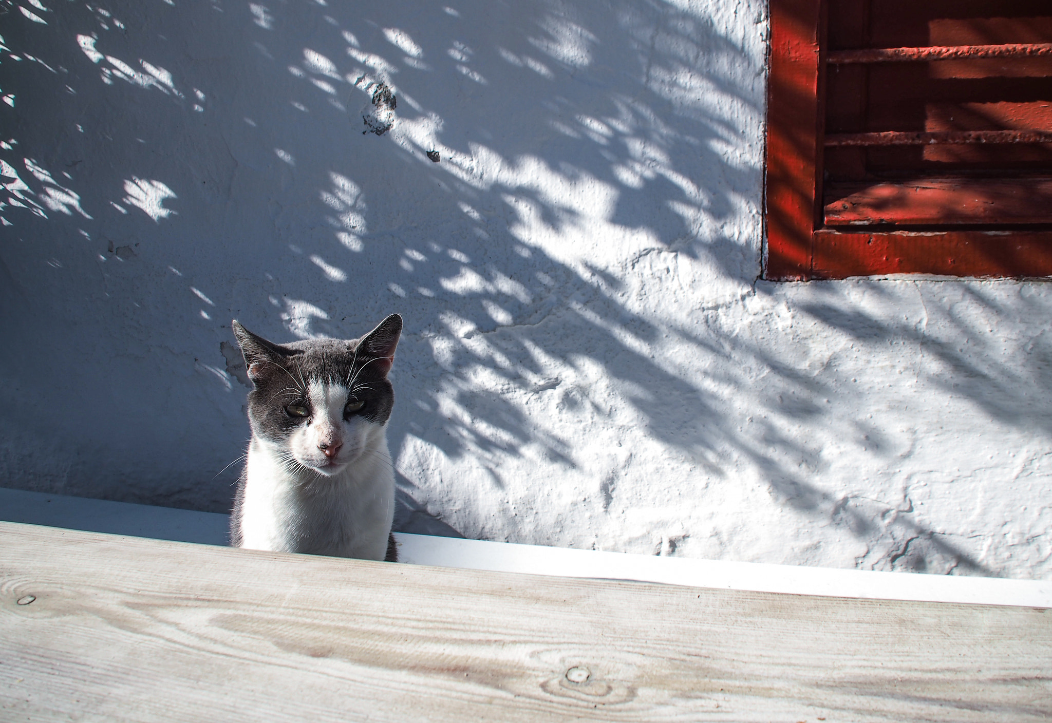 Olympus PEN E-P5 sample photo. Cat of mykonos in greece photography