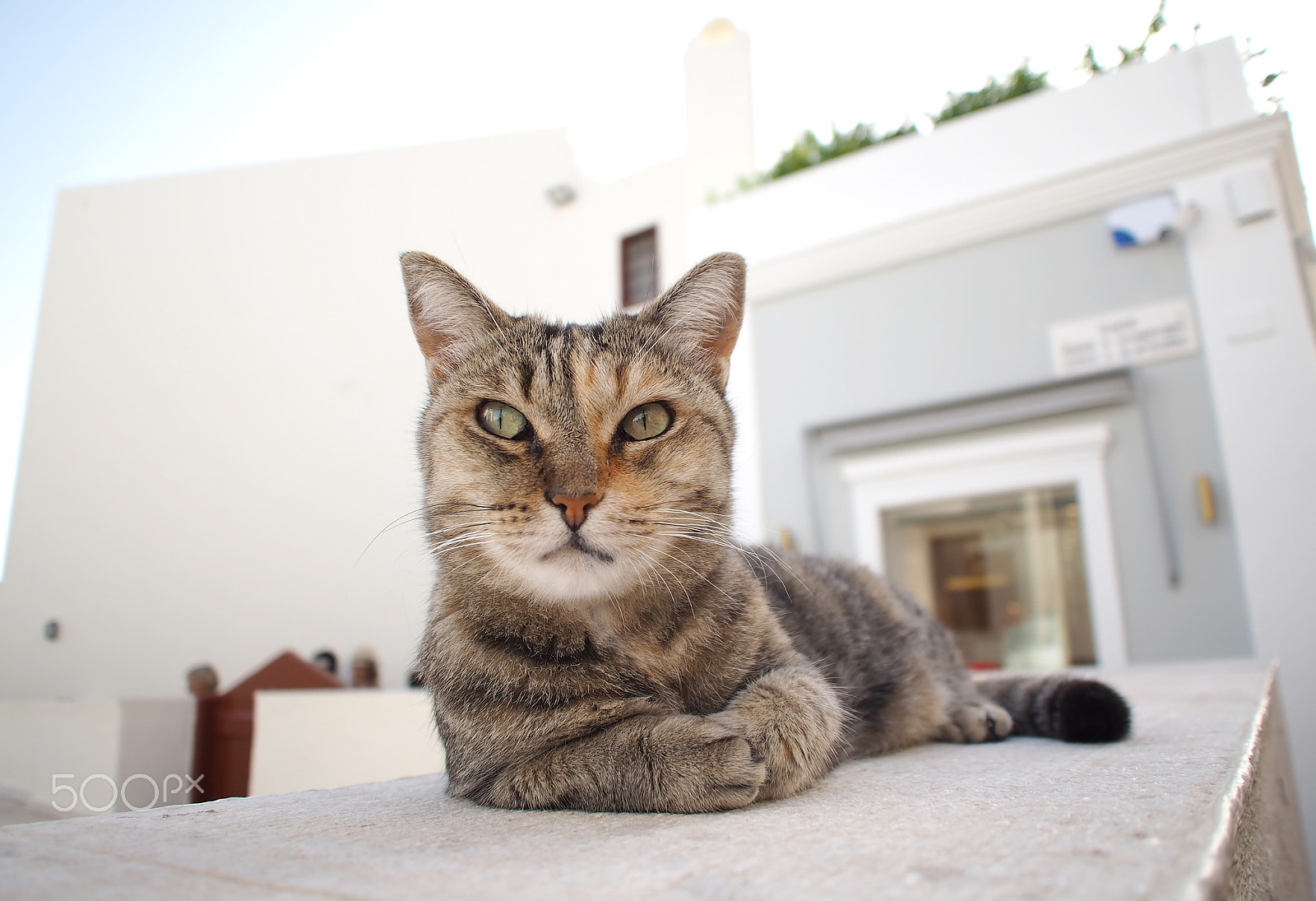 Olympus PEN E-P5 + Panasonic Lumix G 14mm F2.5 ASPH sample photo. Cat of santorini in greece photography