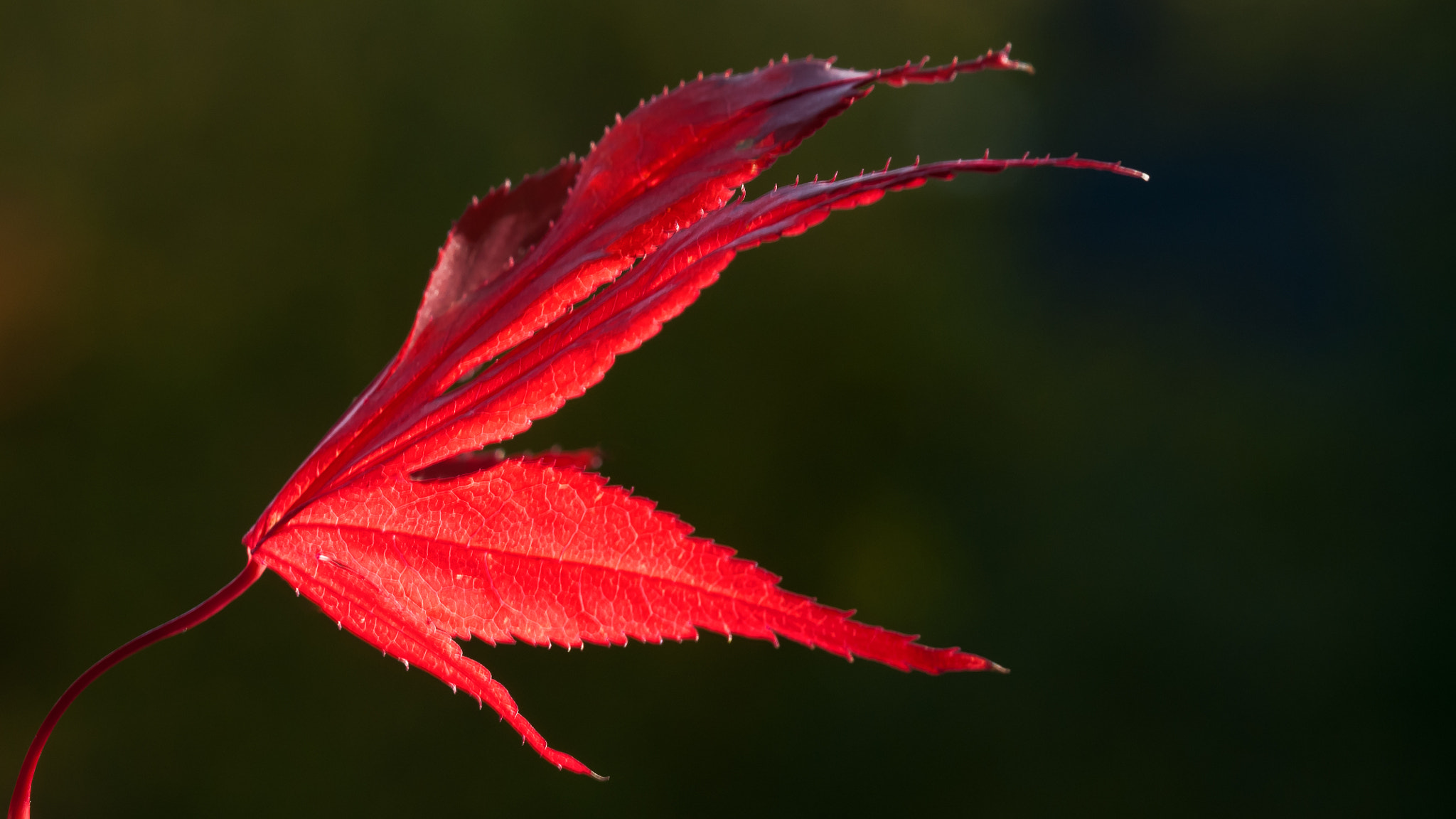 Sigma 105mm F2.8 EX DG OS HSM sample photo. Red leaf 2 photography