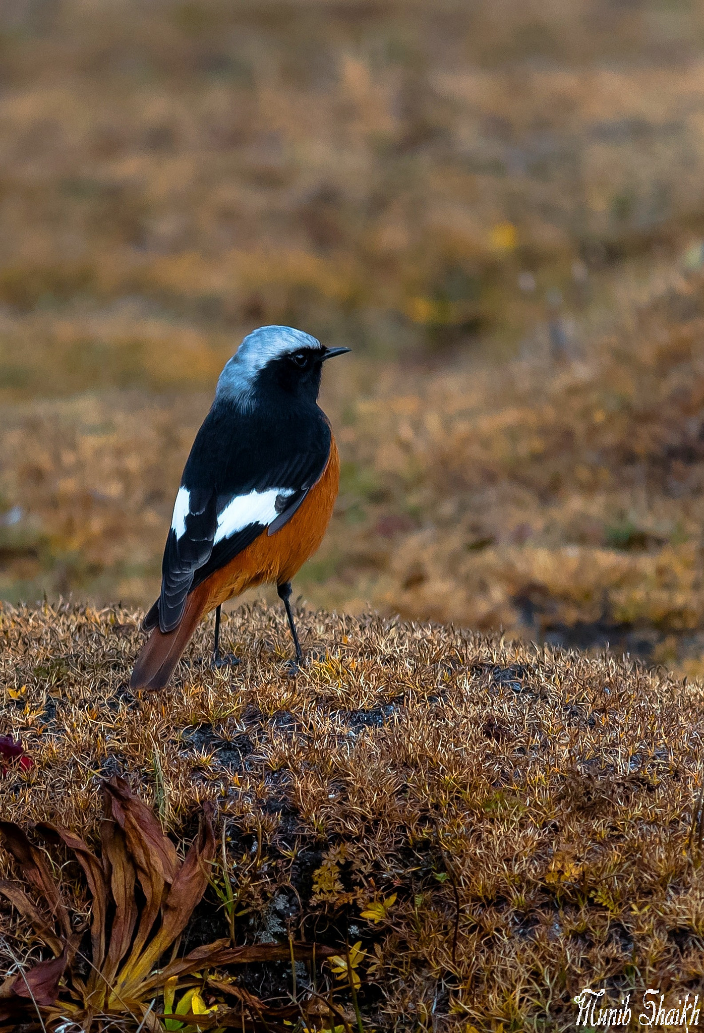 Sigma 150-500mm F5-6.3 DG OS HSM sample photo. White-winged redstart photography