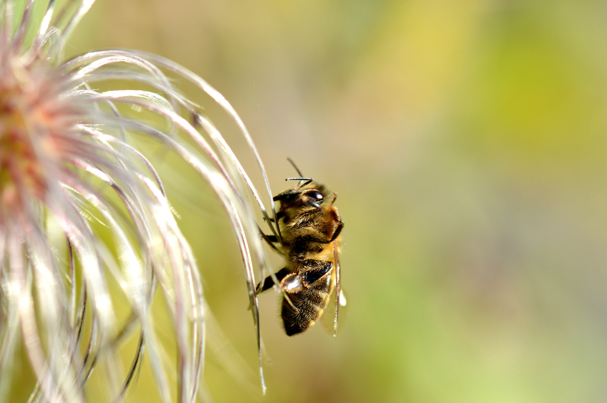 Nikon AF-S DX Micro-Nikkor 85mm F3.5G ED VR sample photo. Abeille photography