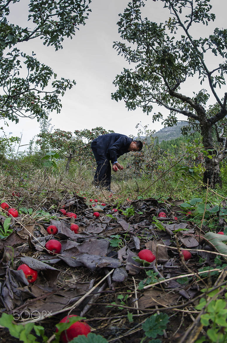 Nikon D7000 + Samyang 8mm F3.5 Aspherical IF MC Fisheye sample photo. Hawthorn red again photography