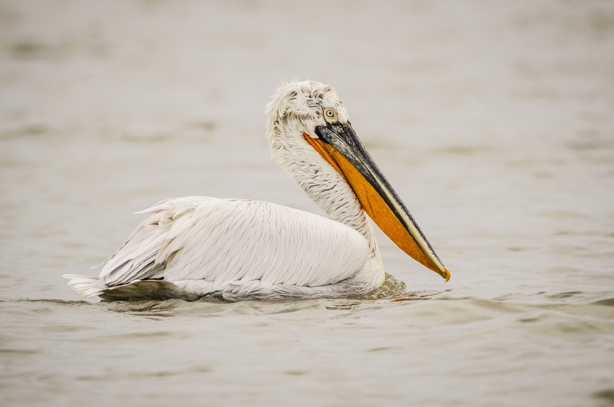 Sigma 150-600mm F5-6.3 DG OS HSM | C sample photo. Dalmatian pelican photography
