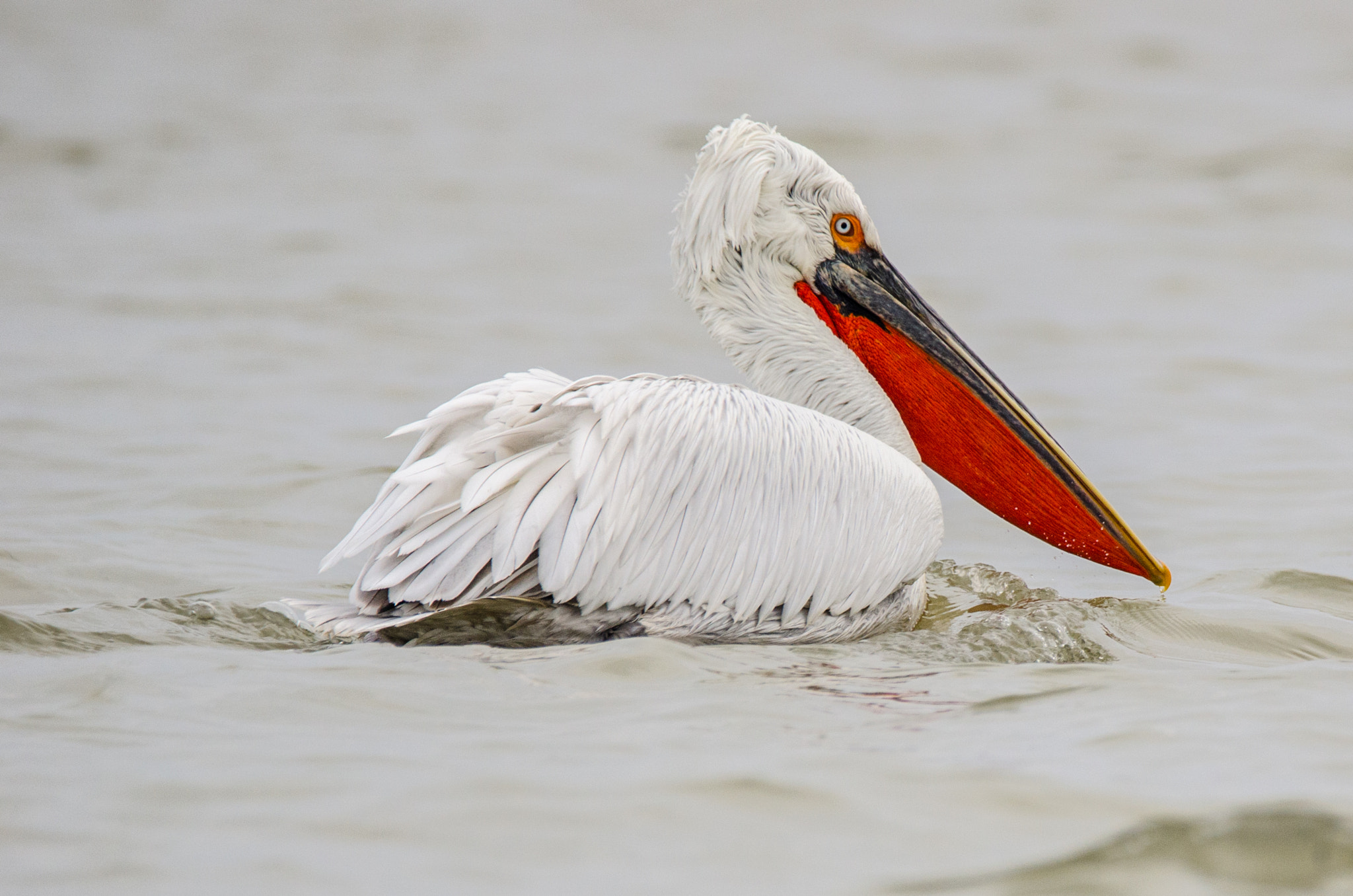 Sigma 150-600mm F5-6.3 DG OS HSM | C sample photo. Dalmatian pelican photography