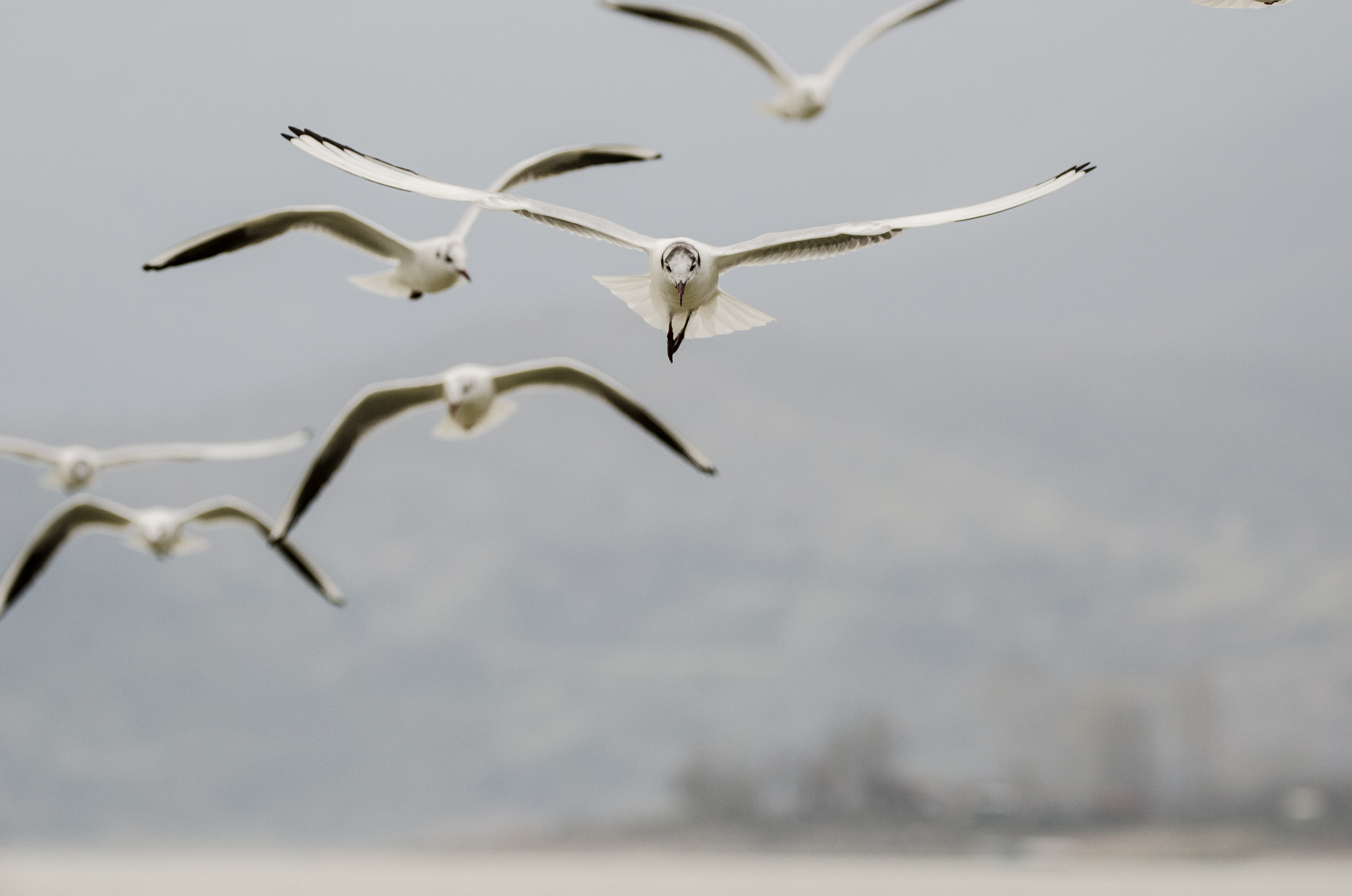 Sigma 150-600mm F5-6.3 DG OS HSM | C sample photo. Black-headed gulls photography
