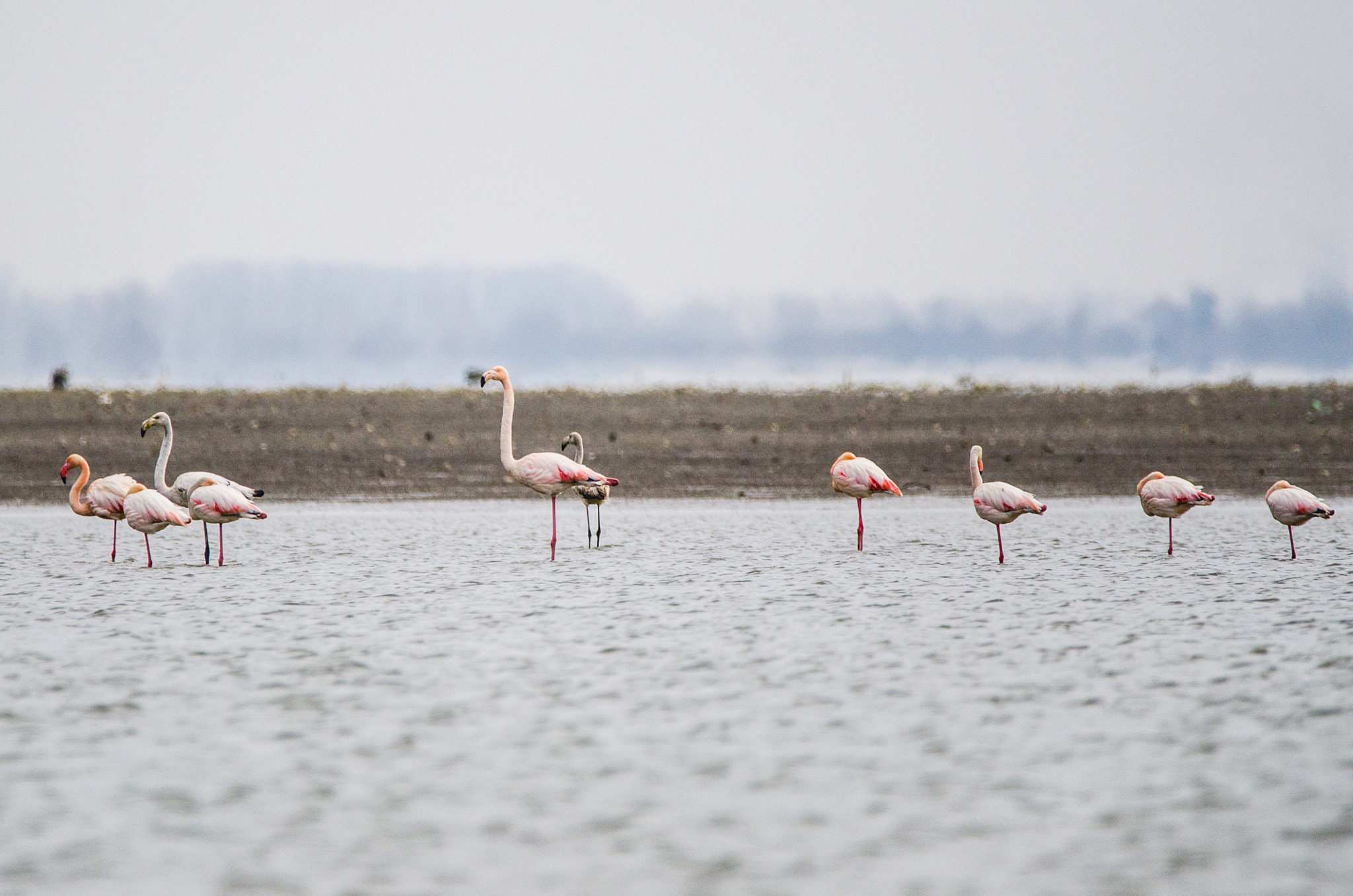 Sigma 150-600mm F5-6.3 DG OS HSM | C sample photo. Flamingos photography
