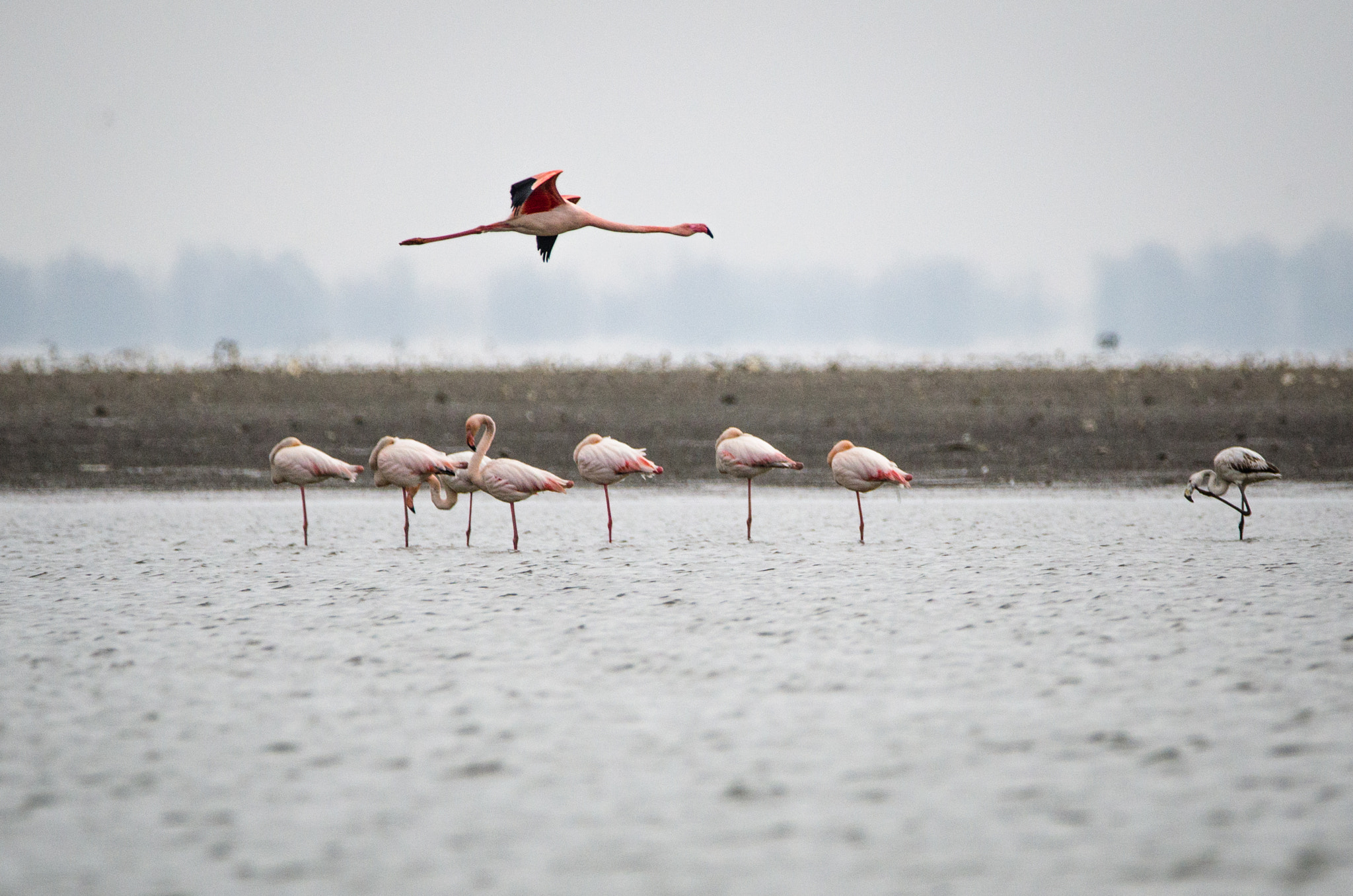 Nikon D7000 sample photo. Flamingos photography