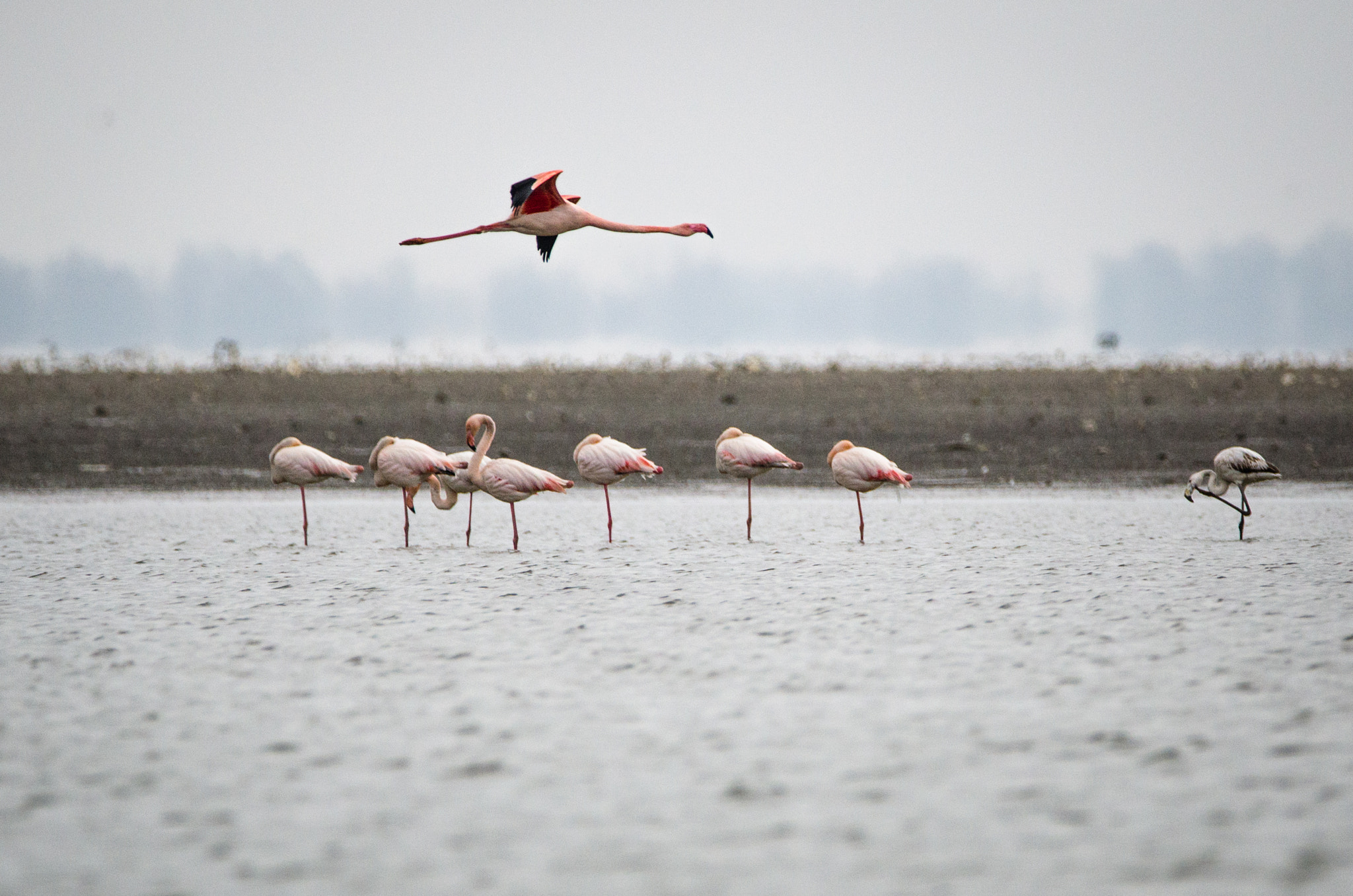 Sigma 150-600mm F5-6.3 DG OS HSM | C sample photo. Flamingos photography