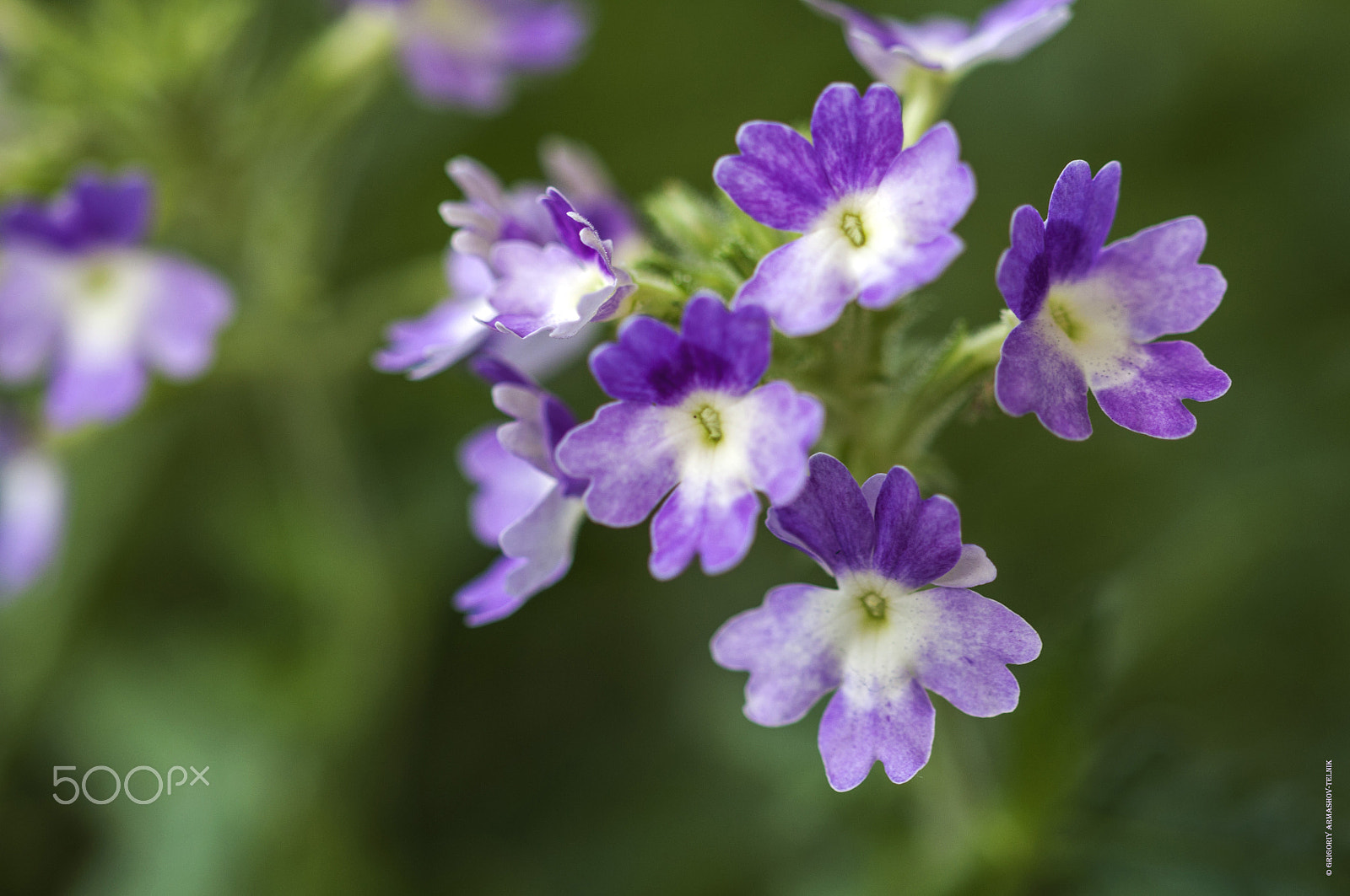 Sigma 105mm F2.8 EX DG OS HSM sample photo. Verbena photography