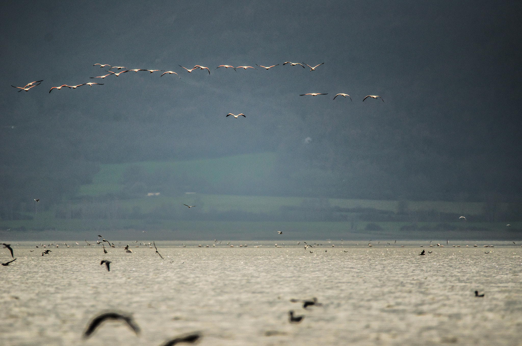 Sigma 150-600mm F5-6.3 DG OS HSM | C sample photo. Flamingos photography