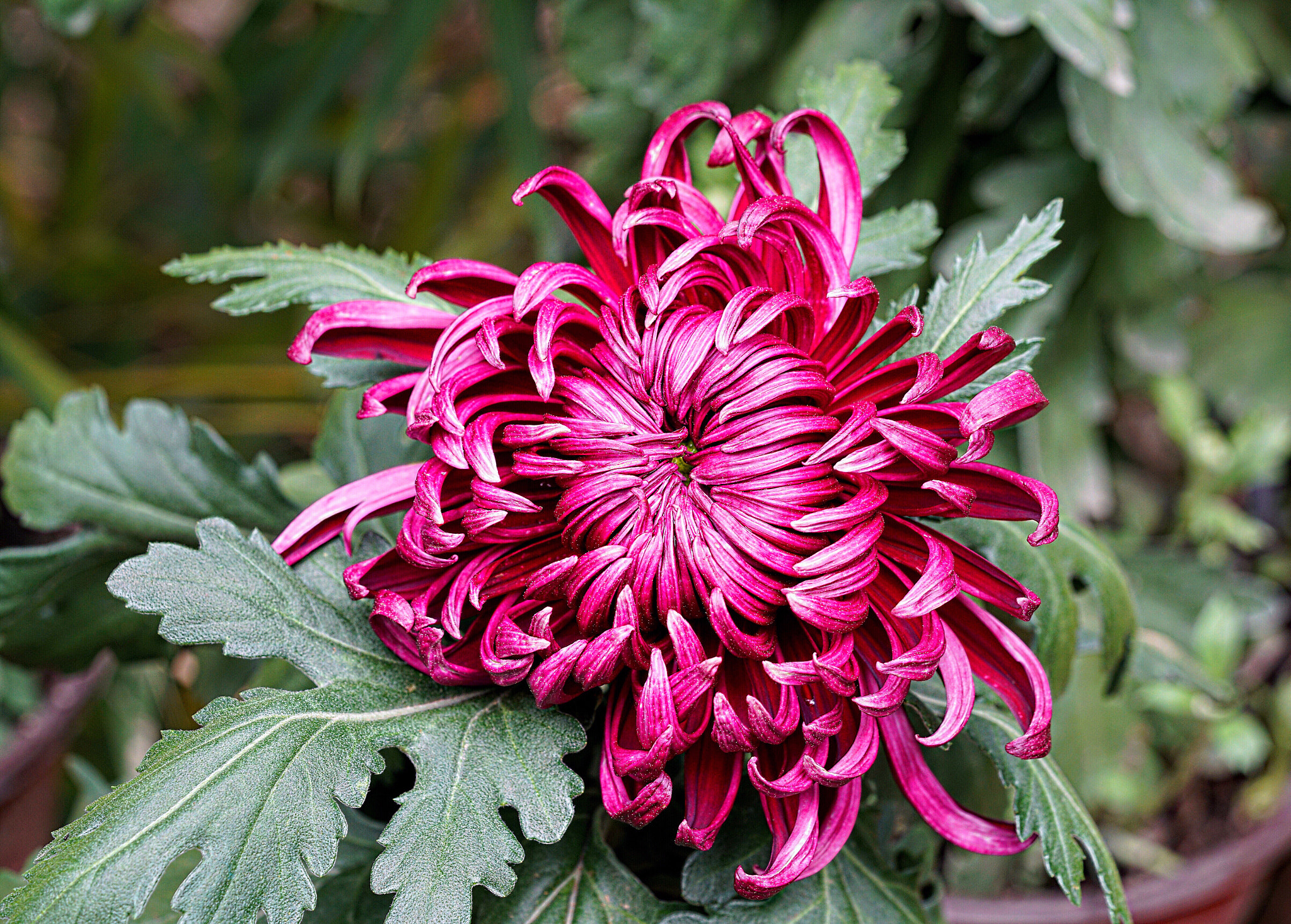 Sony a7R II + Sony FE 90mm F2.8 Macro G OSS sample photo