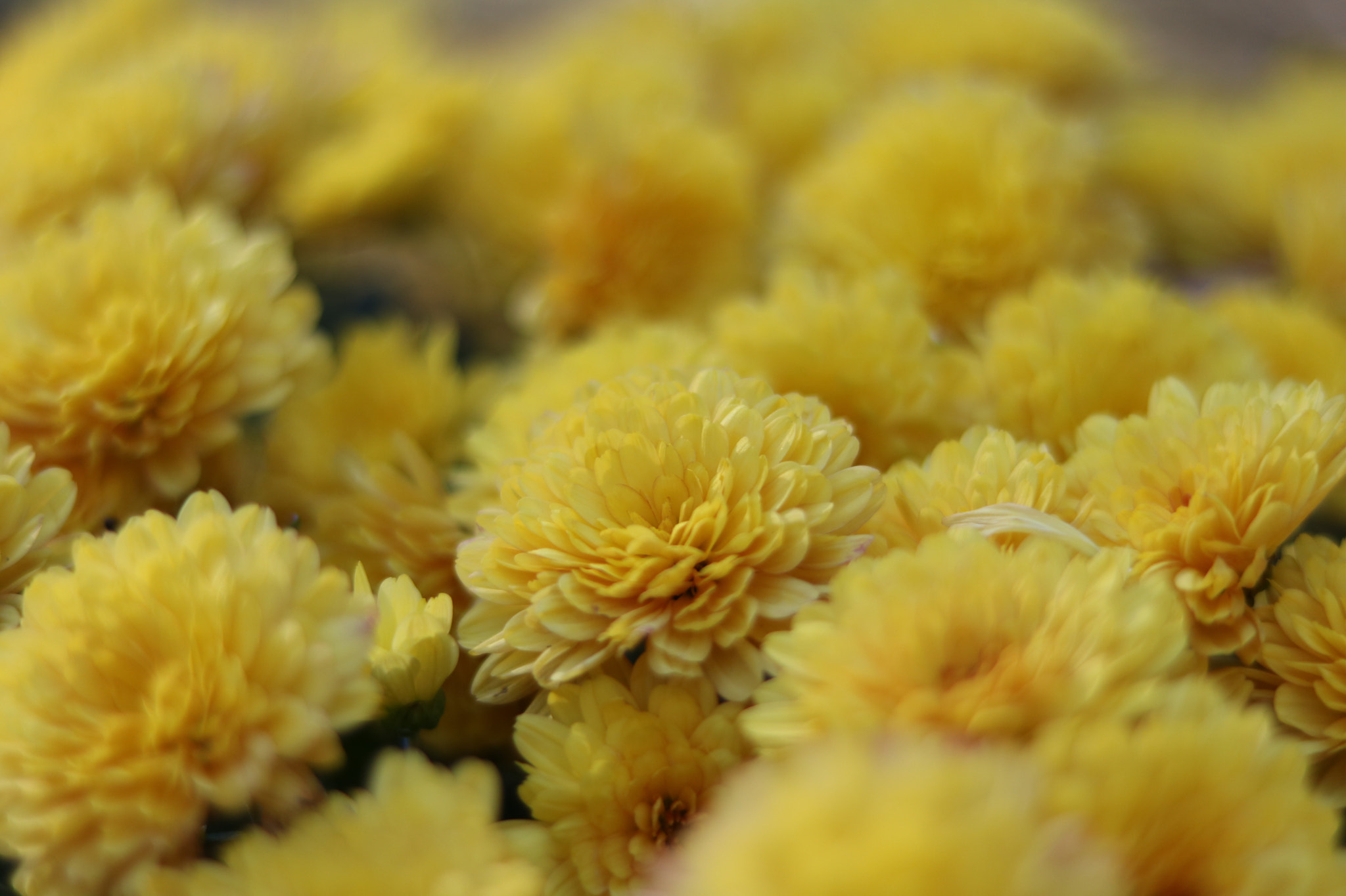 Canon EOS 760D (EOS Rebel T6s / EOS 8000D) sample photo. Mums photography