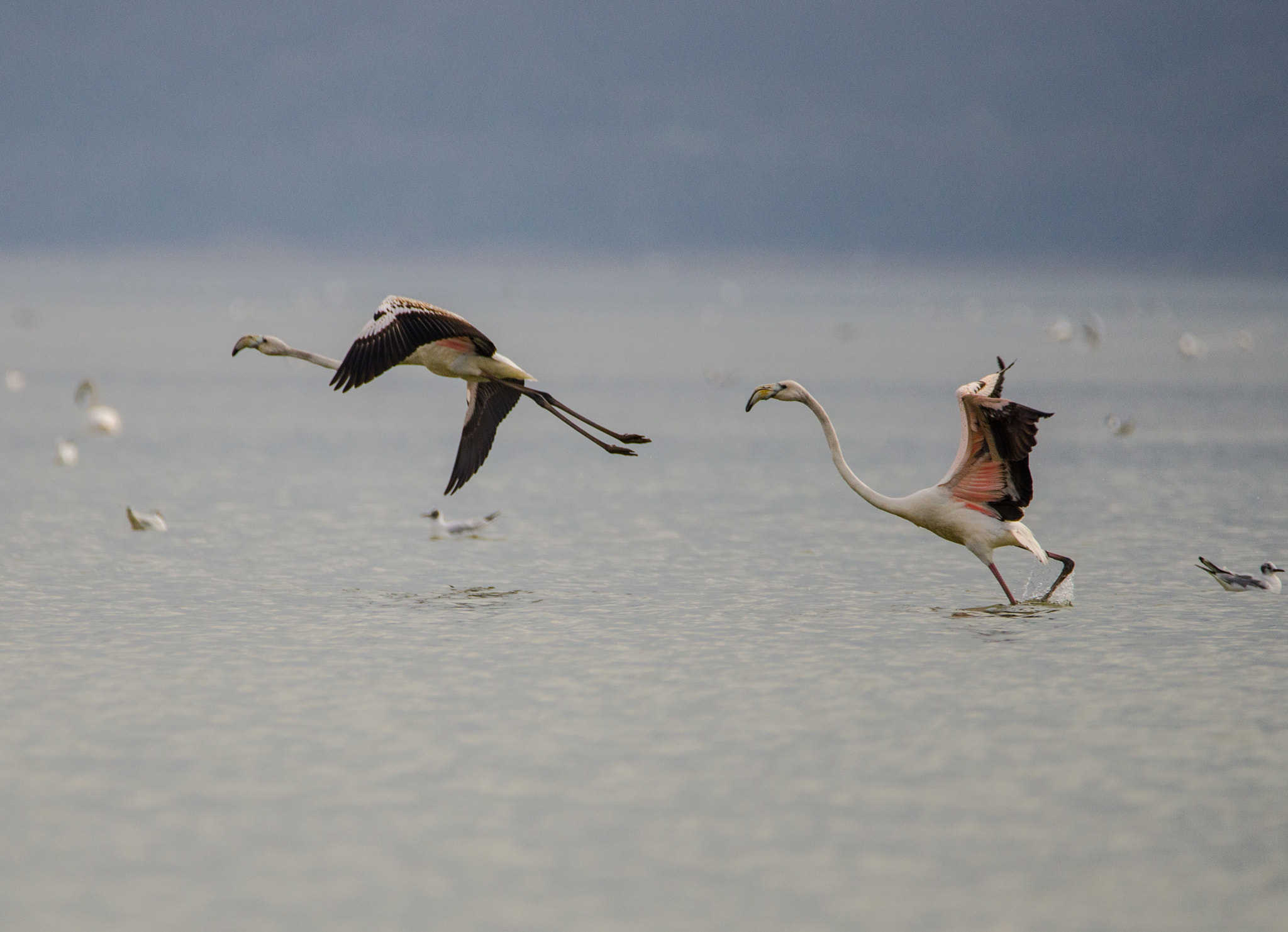 Sigma 150-600mm F5-6.3 DG OS HSM | C sample photo. Flamingos photography