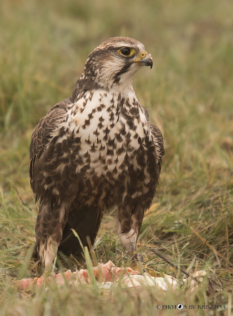 Sigma 50-500mm f/4-6.3 APO HSM EX sample photo. Saker falcon photography