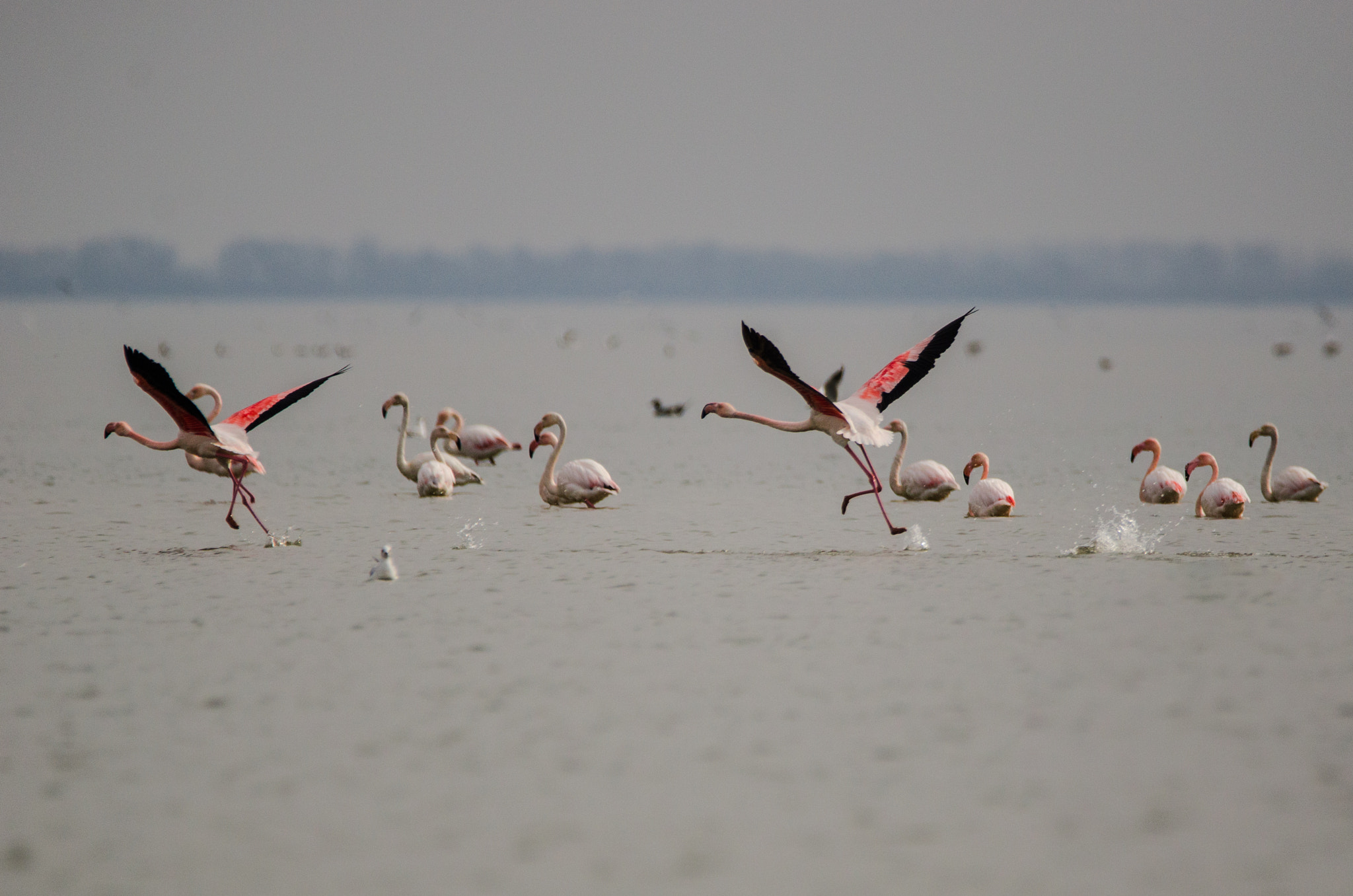 Nikon D7000 sample photo. Flamingos photography