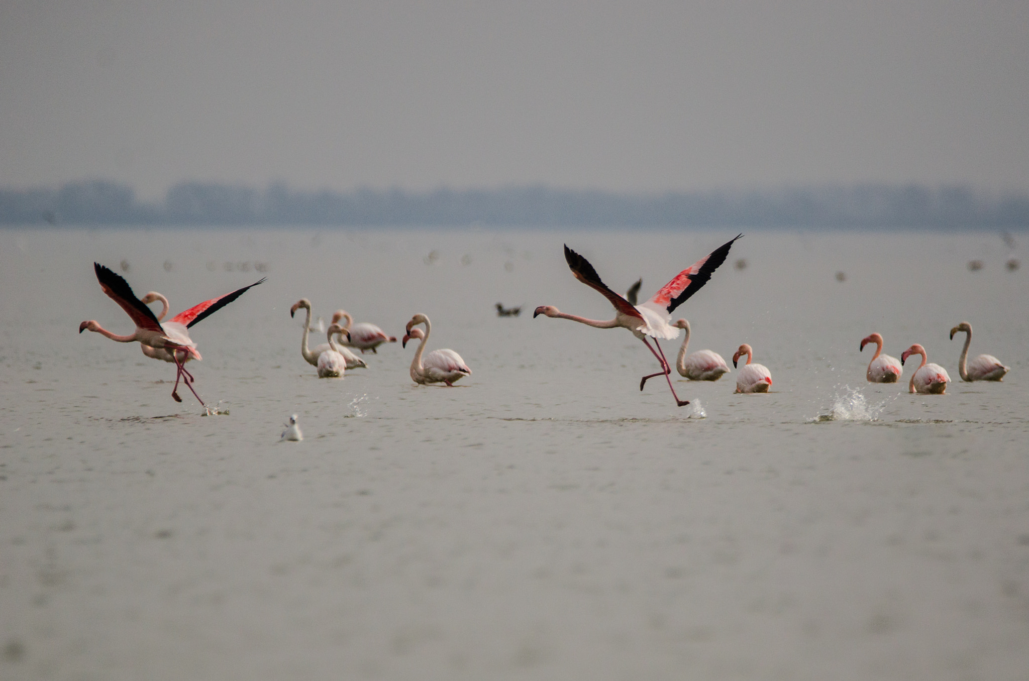 Sigma 150-600mm F5-6.3 DG OS HSM | C sample photo. Flamingos photography