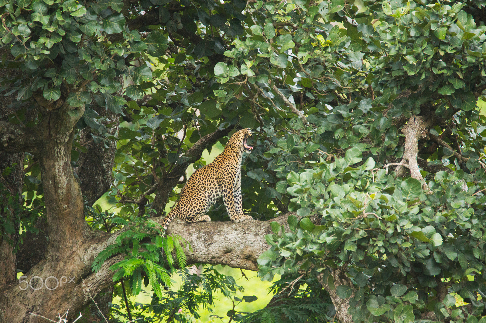 Sony SLT-A65 (SLT-A65V) sample photo. Yawn of the leopard photography