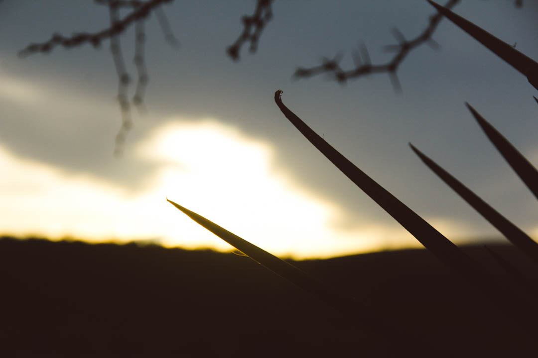 Canon EOS 60D sample photo. Atardesierto..  27 de junio 2015. saucillo chihuahua.  #thorn #chihuahua photography