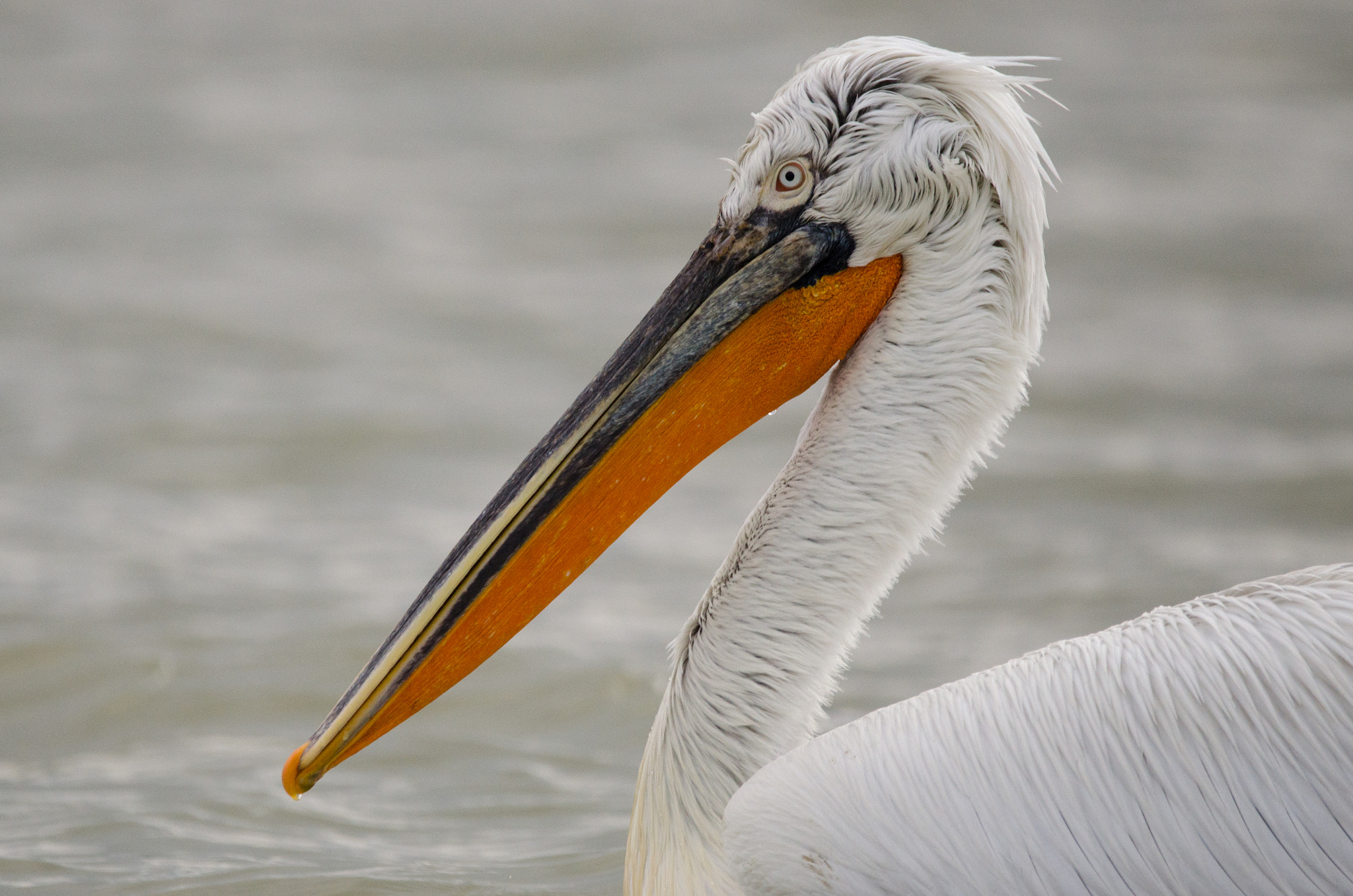 Nikon D7000 sample photo. Dalmatian pelican photography