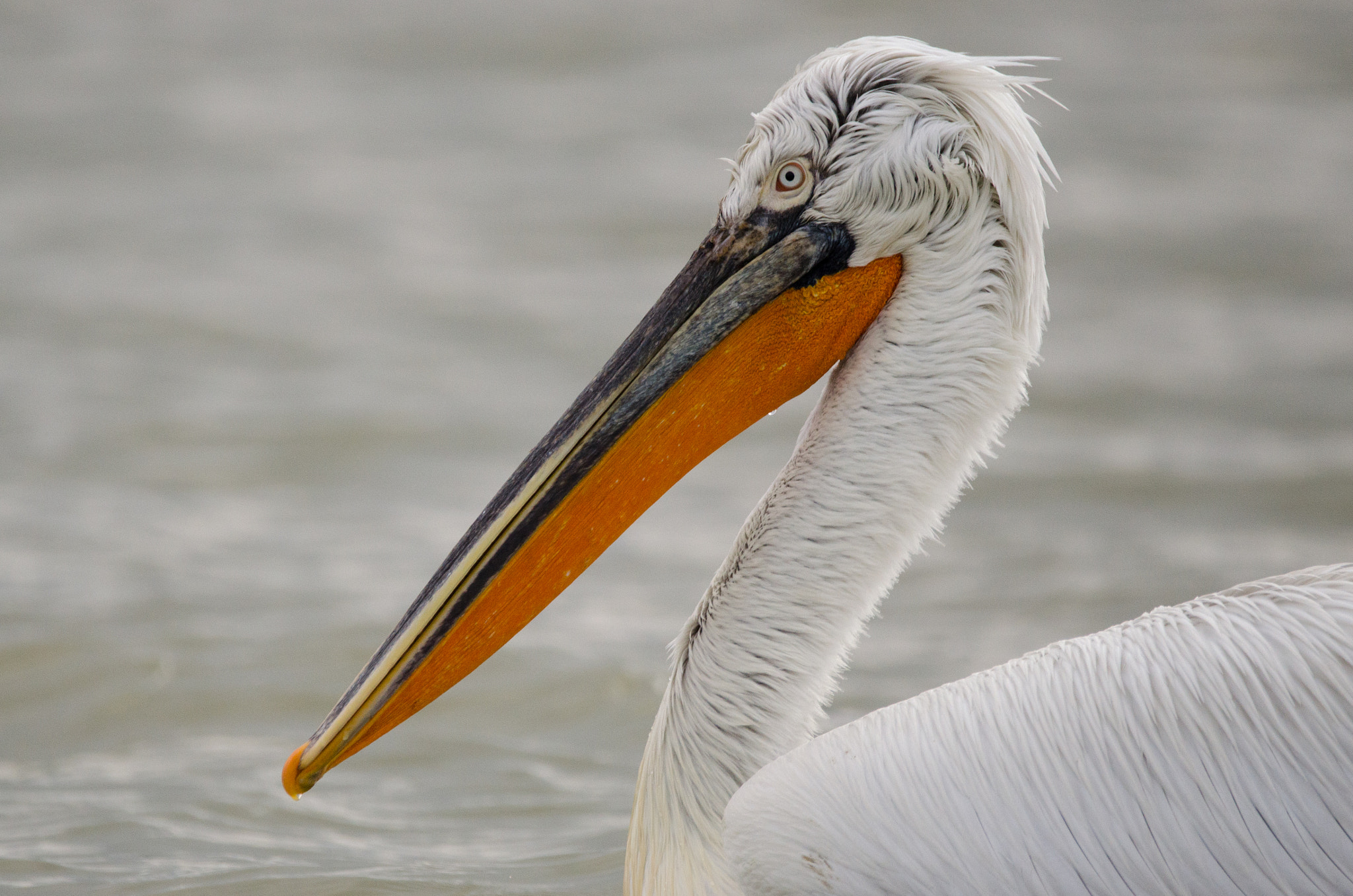 Sigma 150-600mm F5-6.3 DG OS HSM | C sample photo. Dalmatian pelican photography