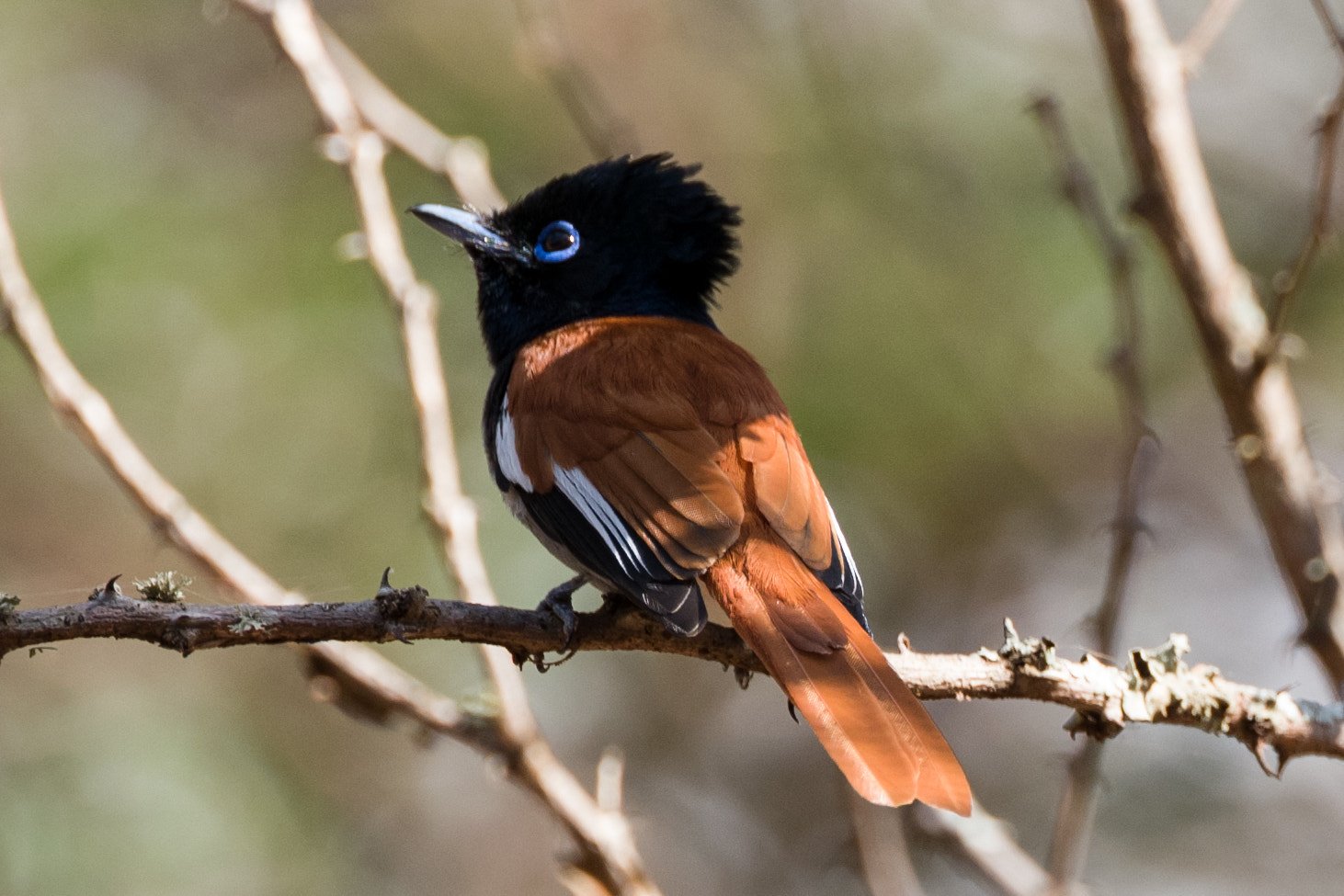 Leica SL (Typ 601) sample photo. African paradise-flycatcher photography