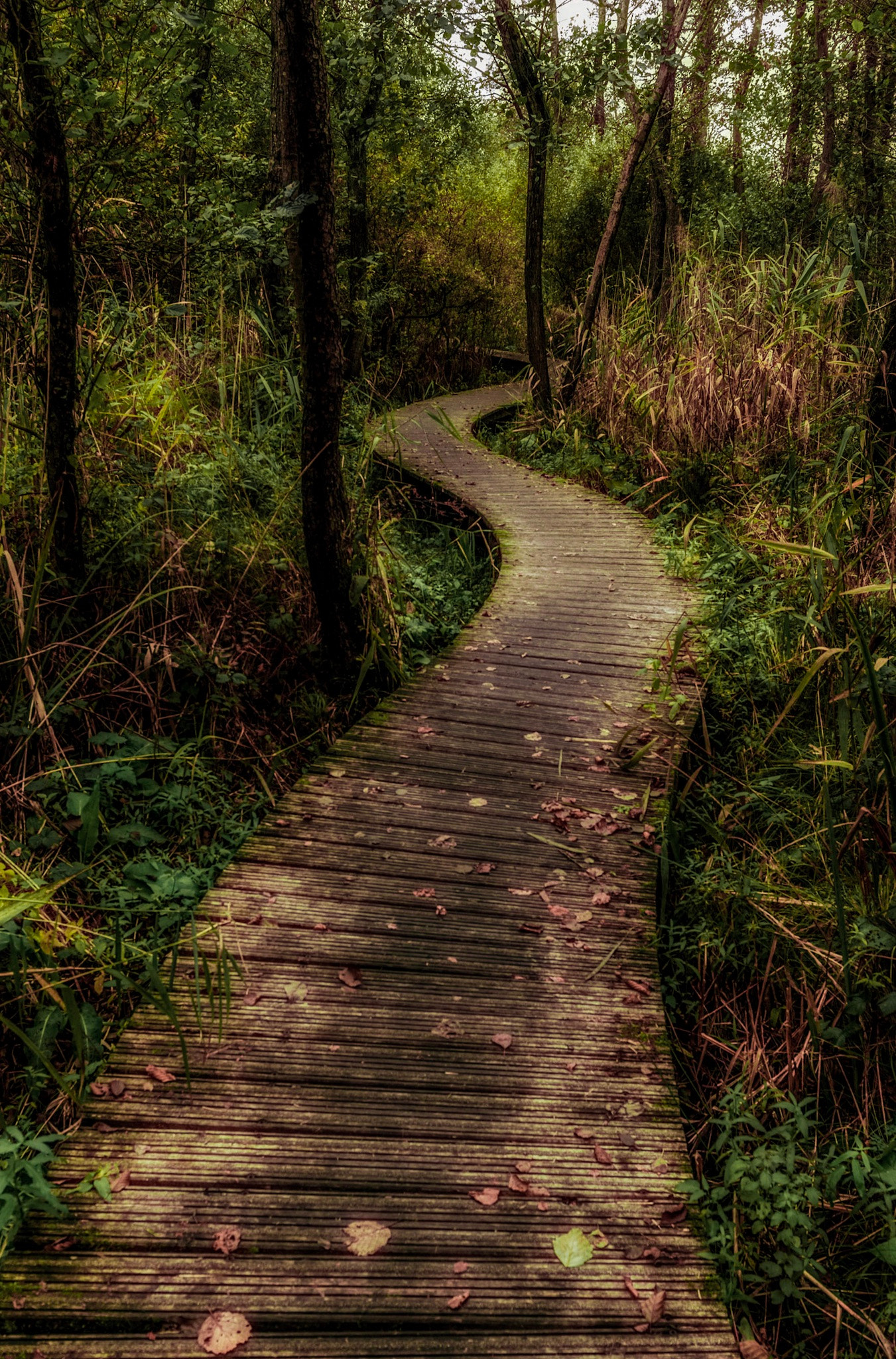 Tokina AT-X 11-20mm F2.8 PRO DX sample photo. Swamp path photography