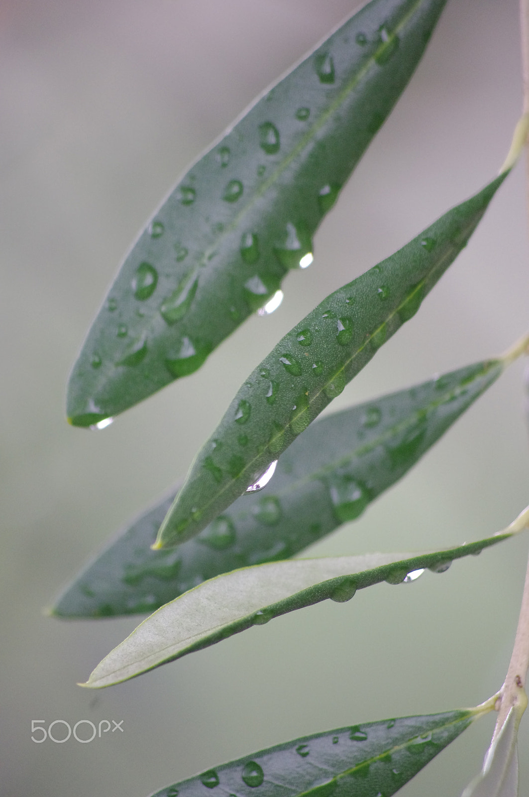 Pentax K-x sample photo. Olive branch wet photography
