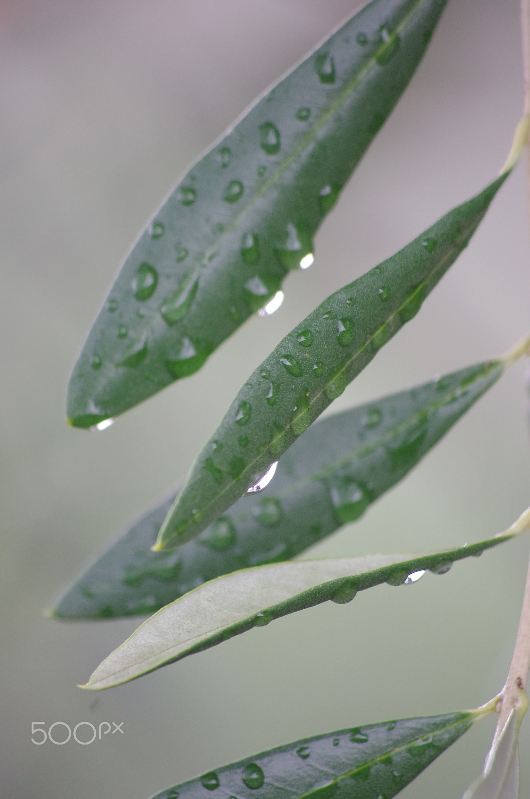 Pentax K-x + Pentax smc DA 55-300mm F4.0-5.8 ED sample photo. Olive branch wet photography