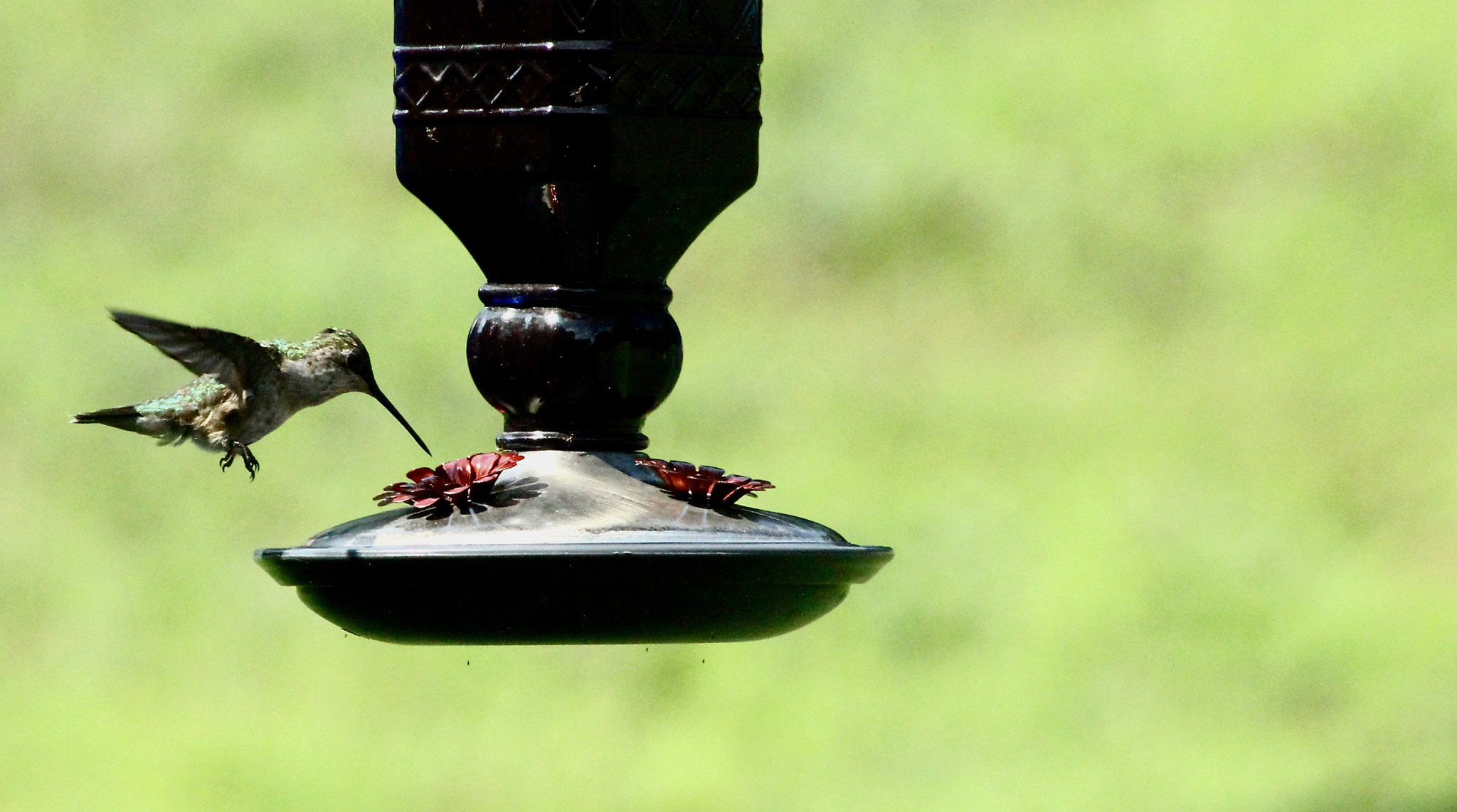 Sigma 70-300mm F4-5.6 APO DG Macro sample photo. Hummingbird_6741 photography