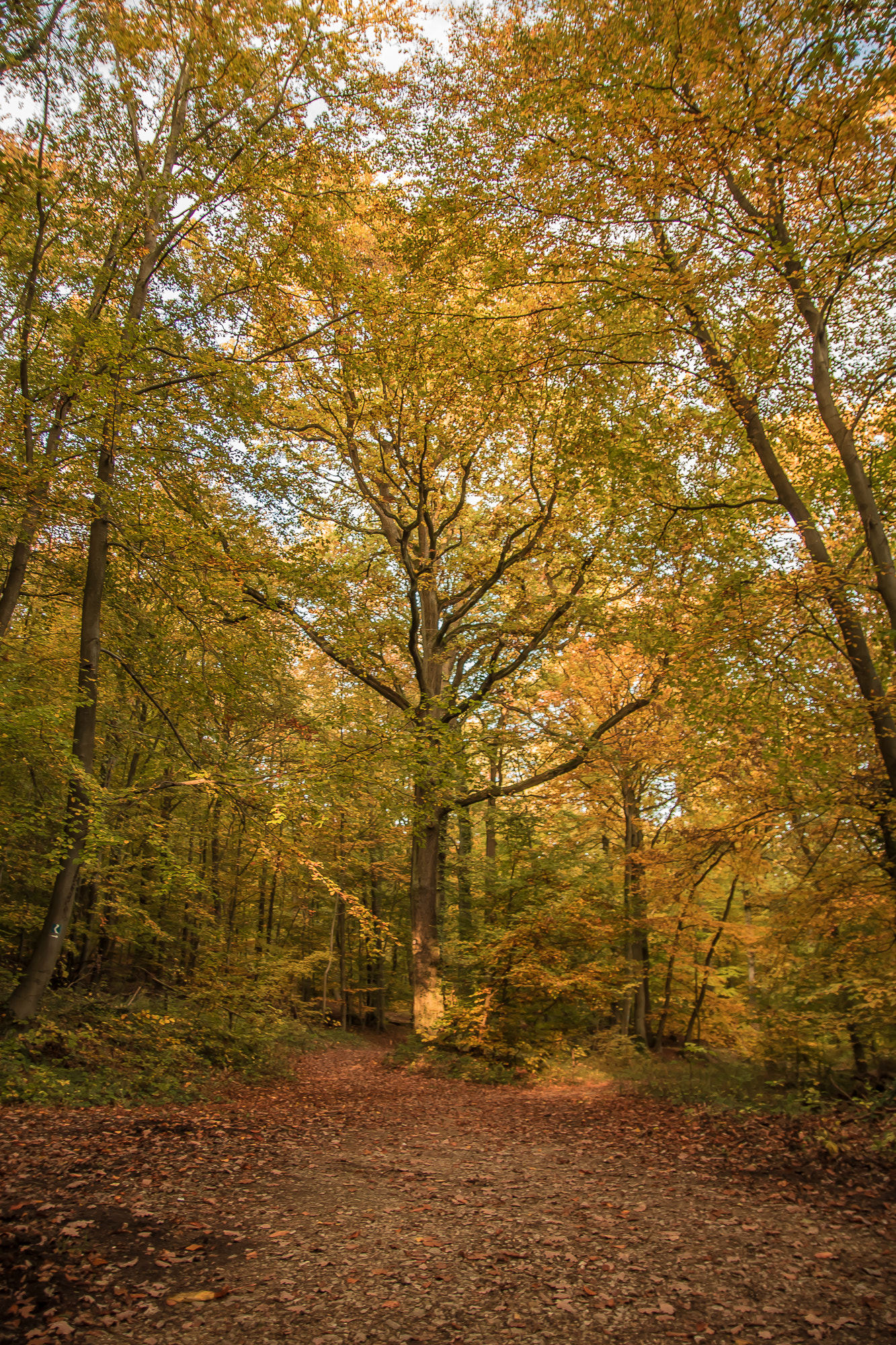 Canon EOS 750D (EOS Rebel T6i / EOS Kiss X8i) sample photo. Trees photography