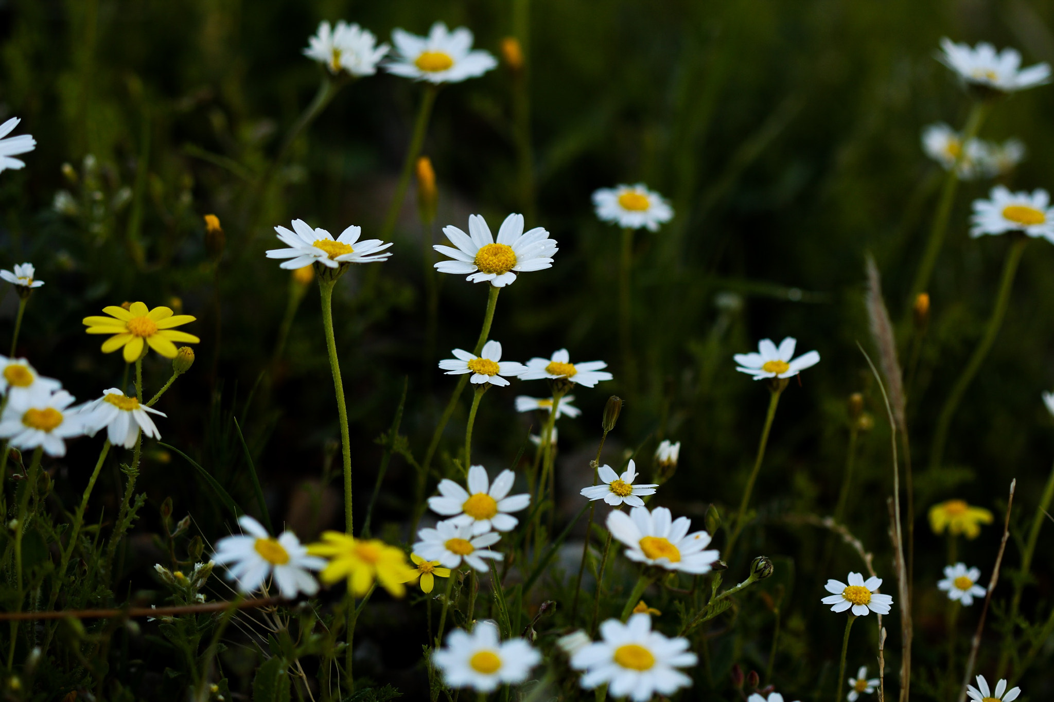 Canon EF 100mm F2.8 Macro USM sample photo. White flowers photography