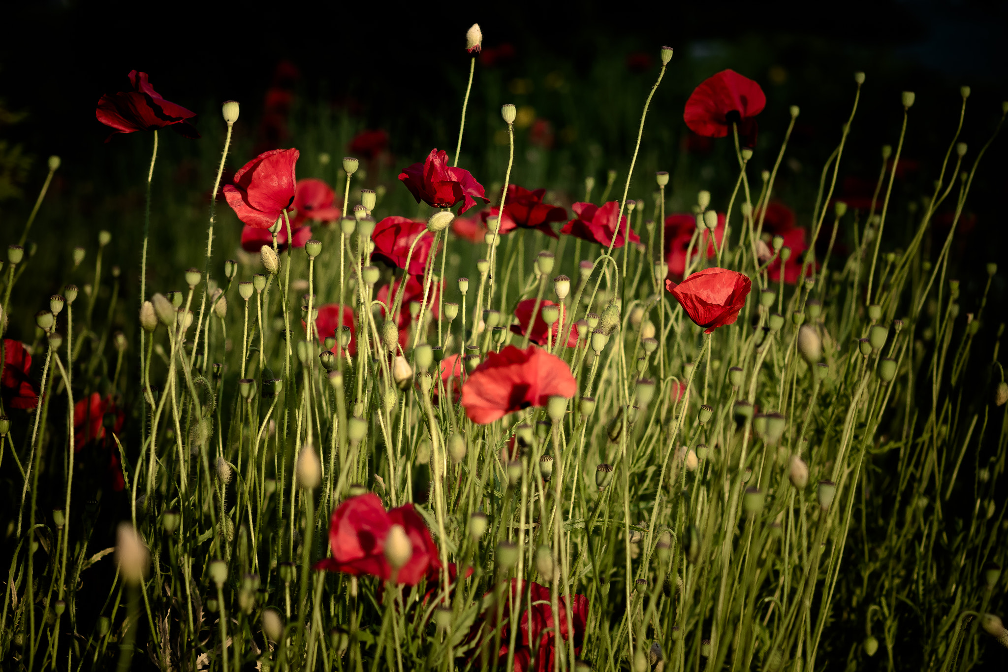 Panasonic Lumix DMC-GX7 + Olympus M.Zuiko Digital 45mm F1.8 sample photo. Red poppies photography